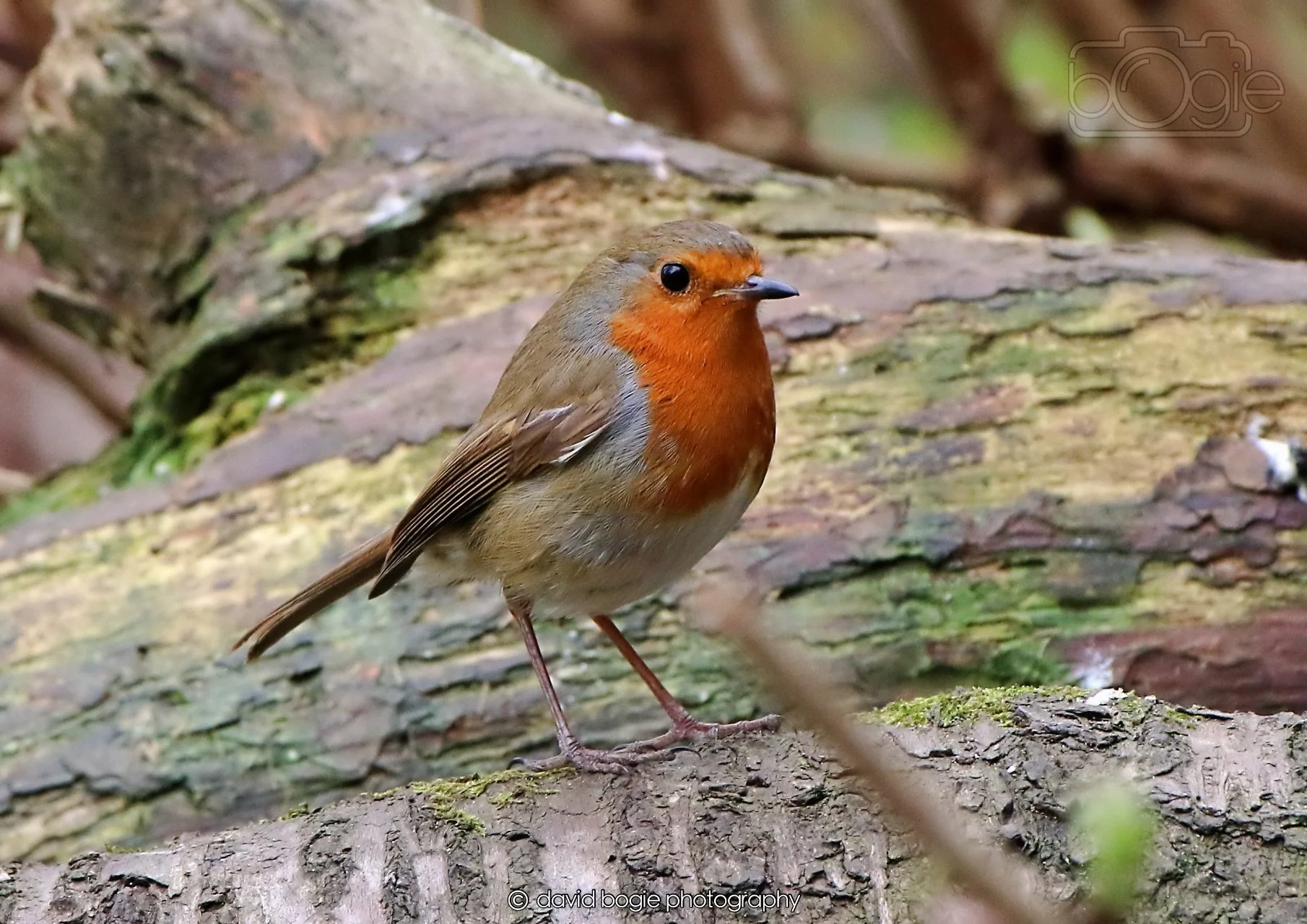 20260326 114322 Silverburn 0258.jpg