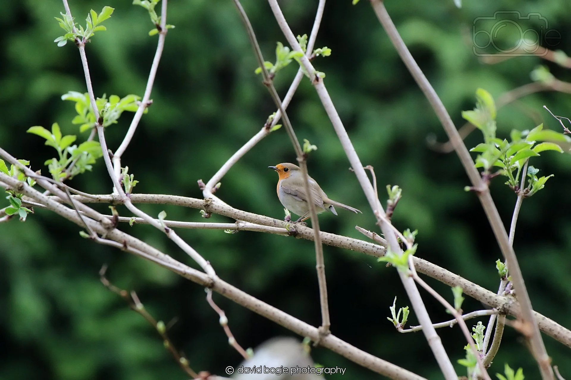 20260326 112603 Silverburn 0143.jpg