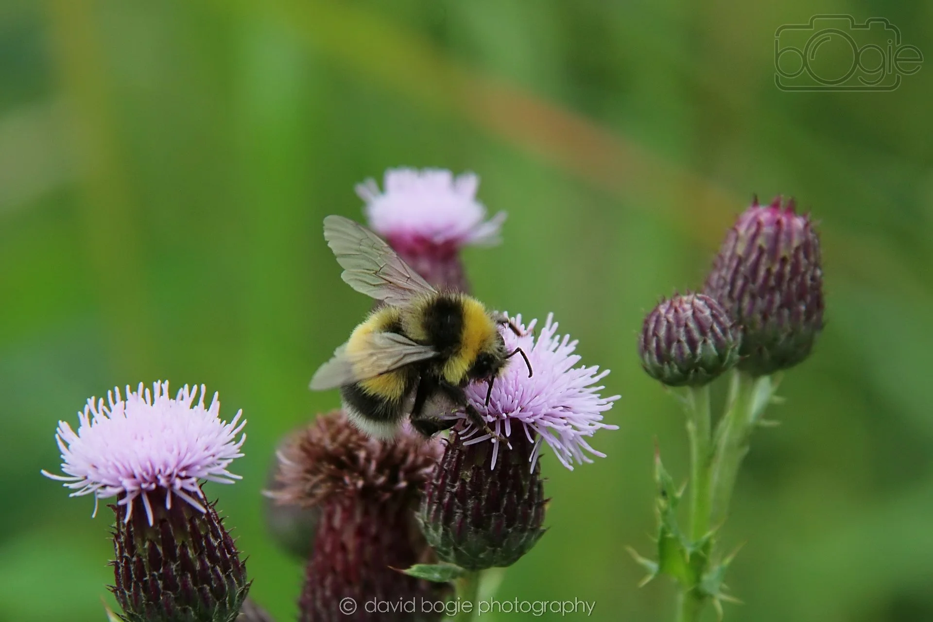 20230710 Lochore Meadows 122100 00022.jpg