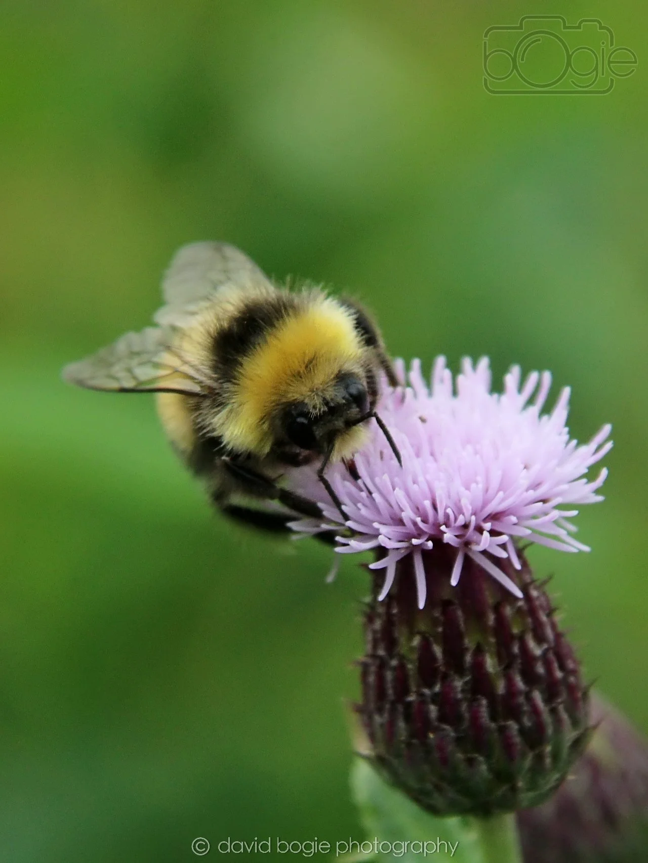 20230710 Lochore Meadows 122000 00008.jpg