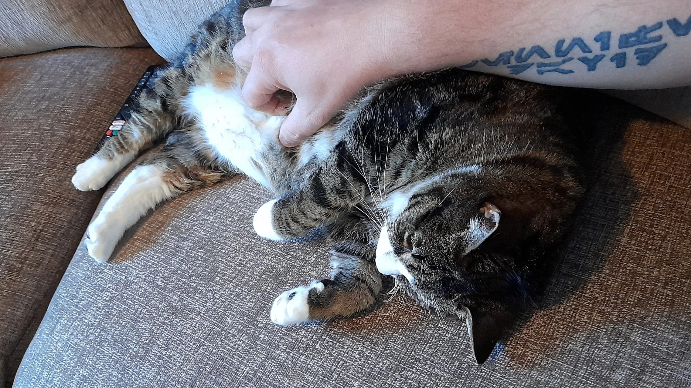 CATS 0049.jpg