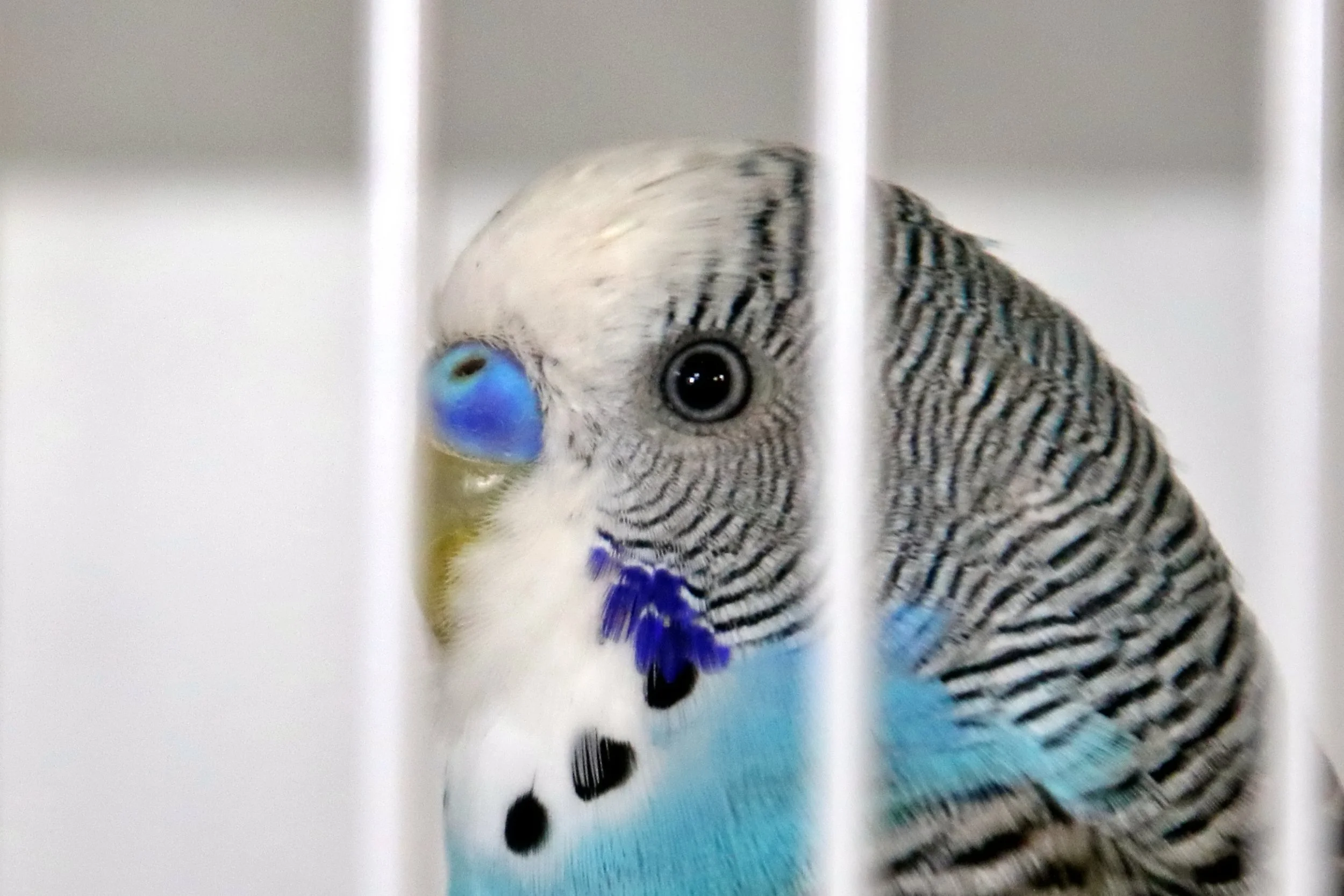 20251102 125034 Markinch CBS  0573.JPG