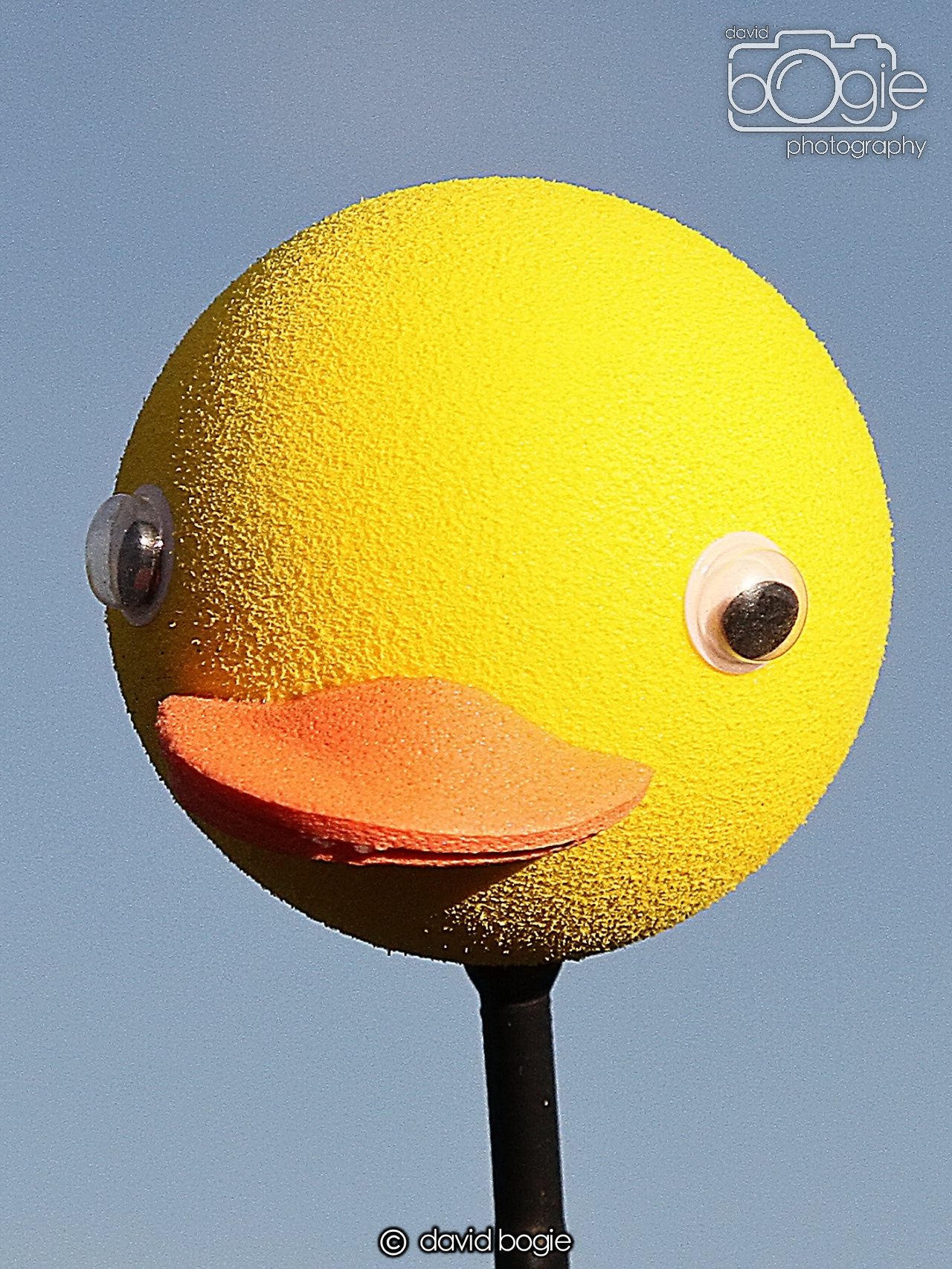 20250129 134631 Reekies 0223.JPG