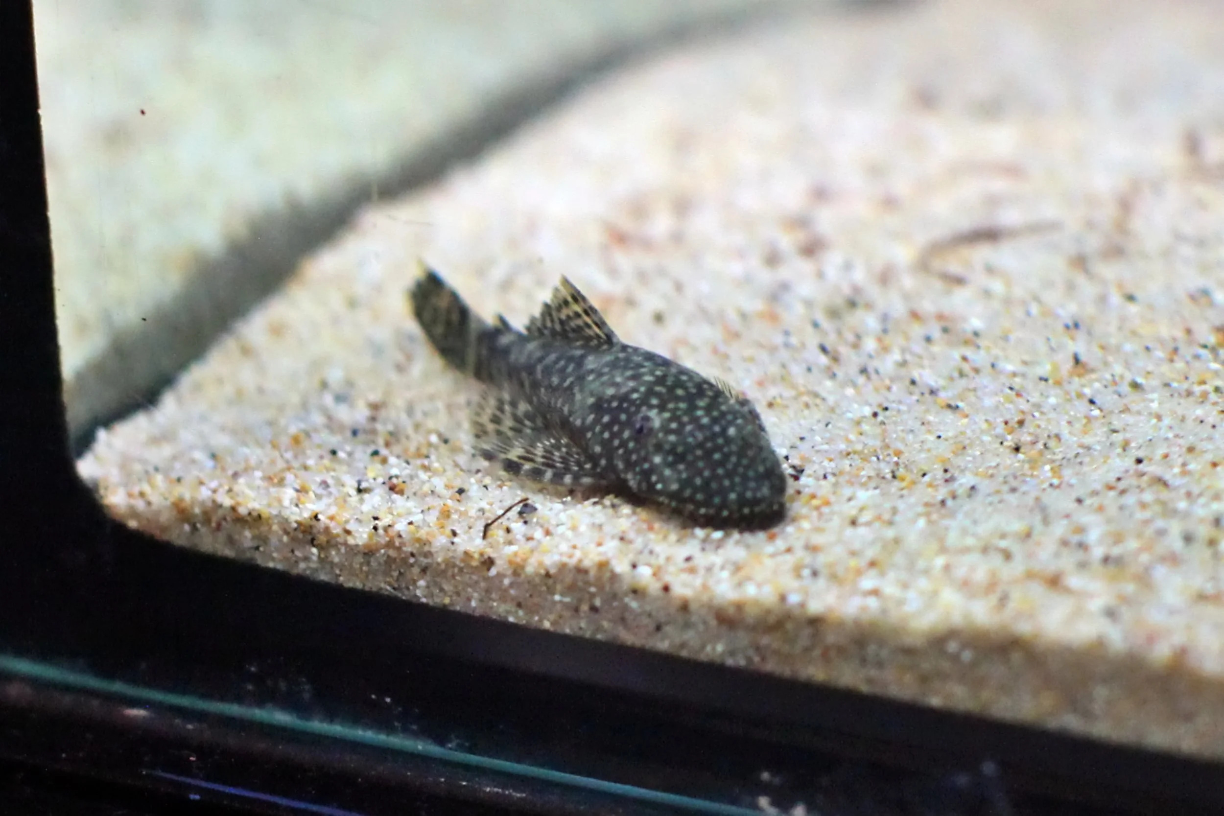 20251206 125518 K&S 0103.JPG