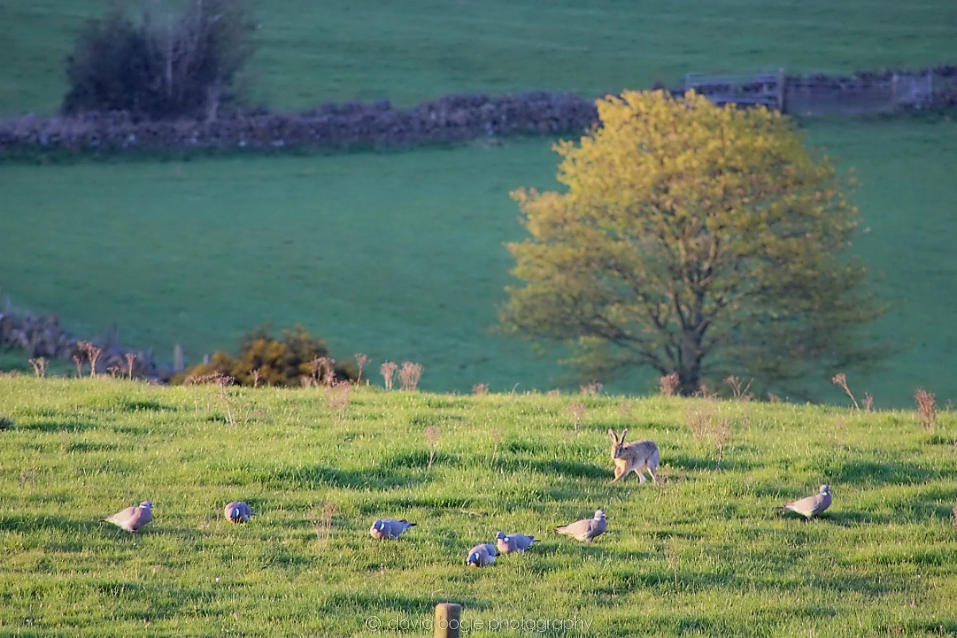 20190409 220219 Cardenden 0004.jpg