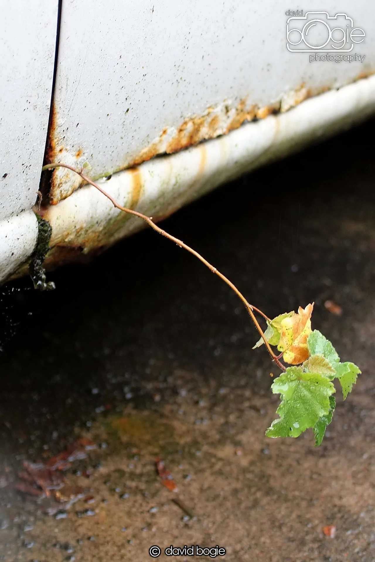 20200705 Reekies (2) 297 .jpg