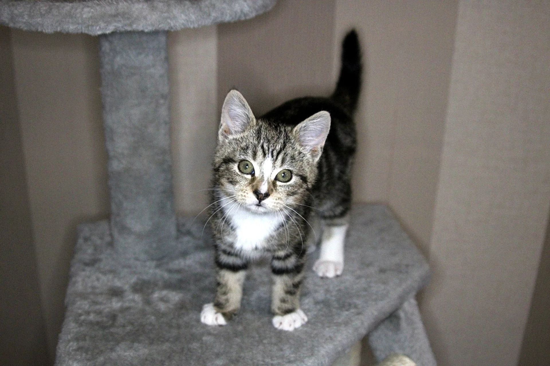 CATS 0064.jpg