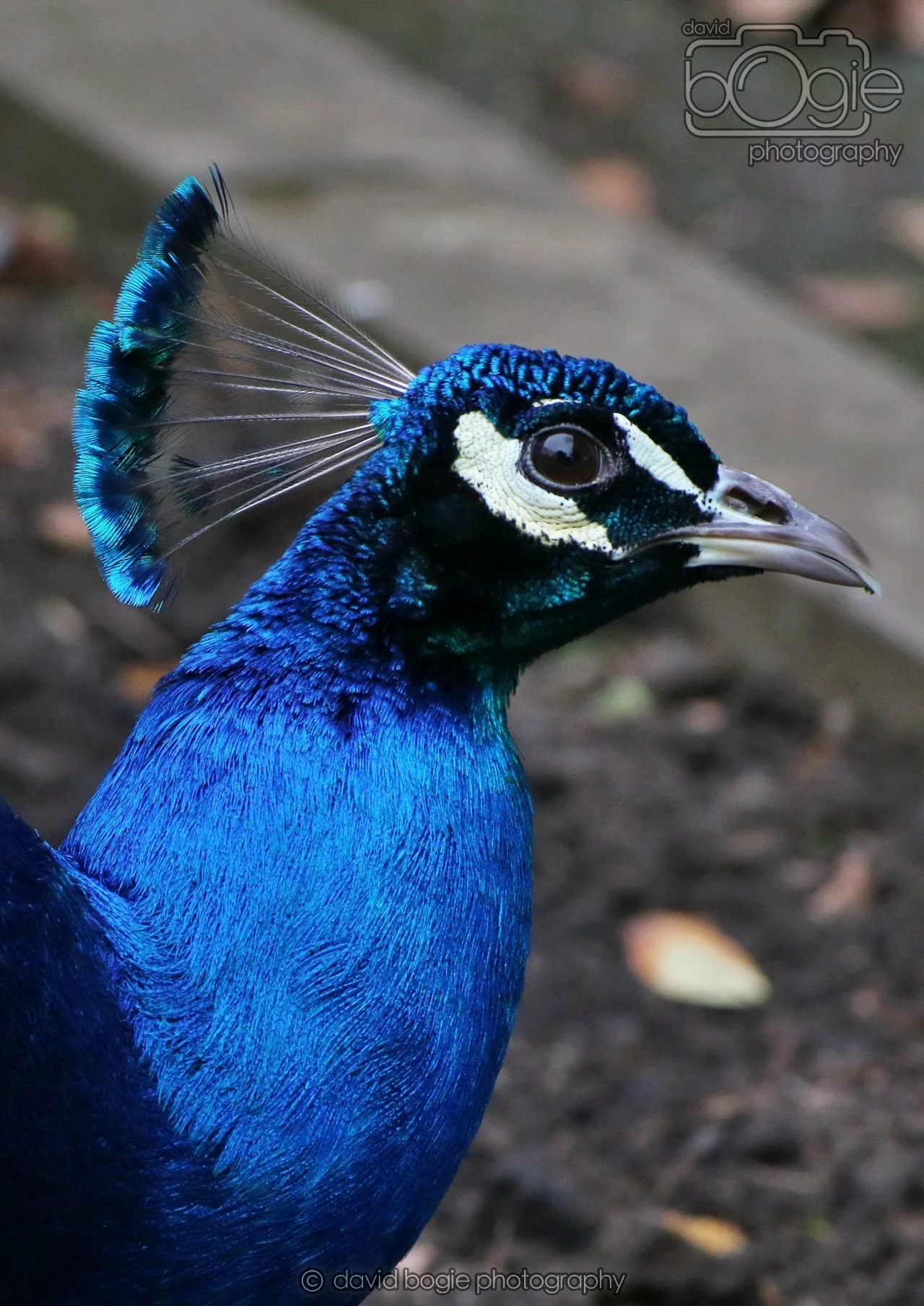 20260324 121943 Pittencrieff Park 0066.jpg