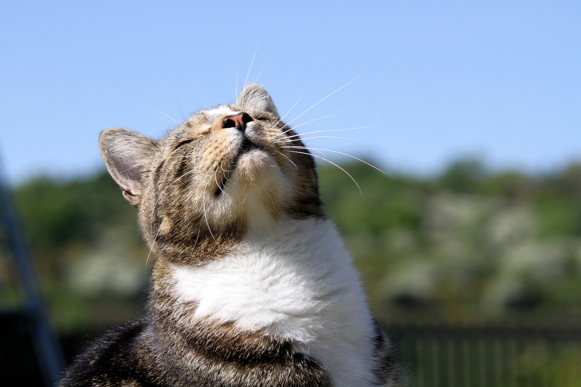 CATS 0385.jpg
