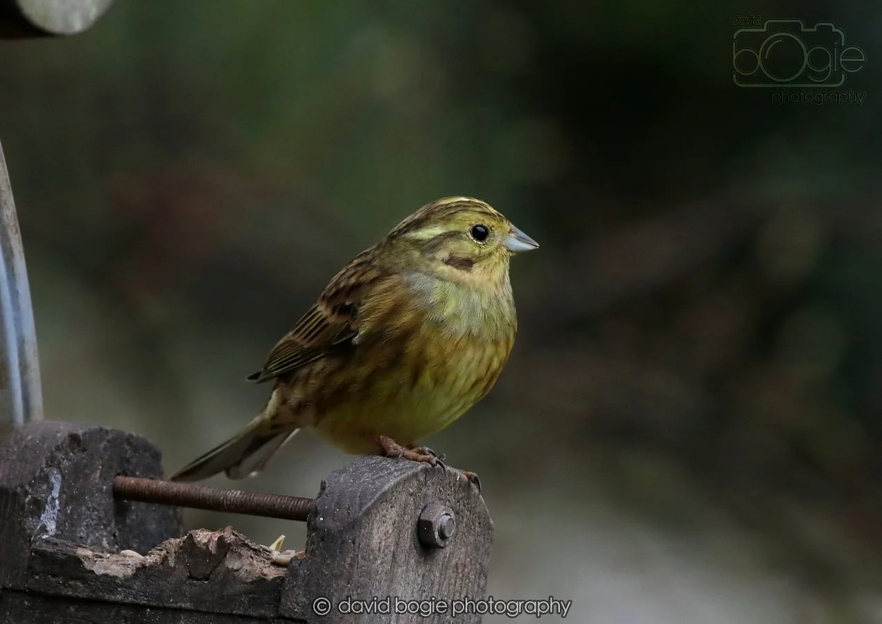 20260215 132612 Silverburn 0196.jpg