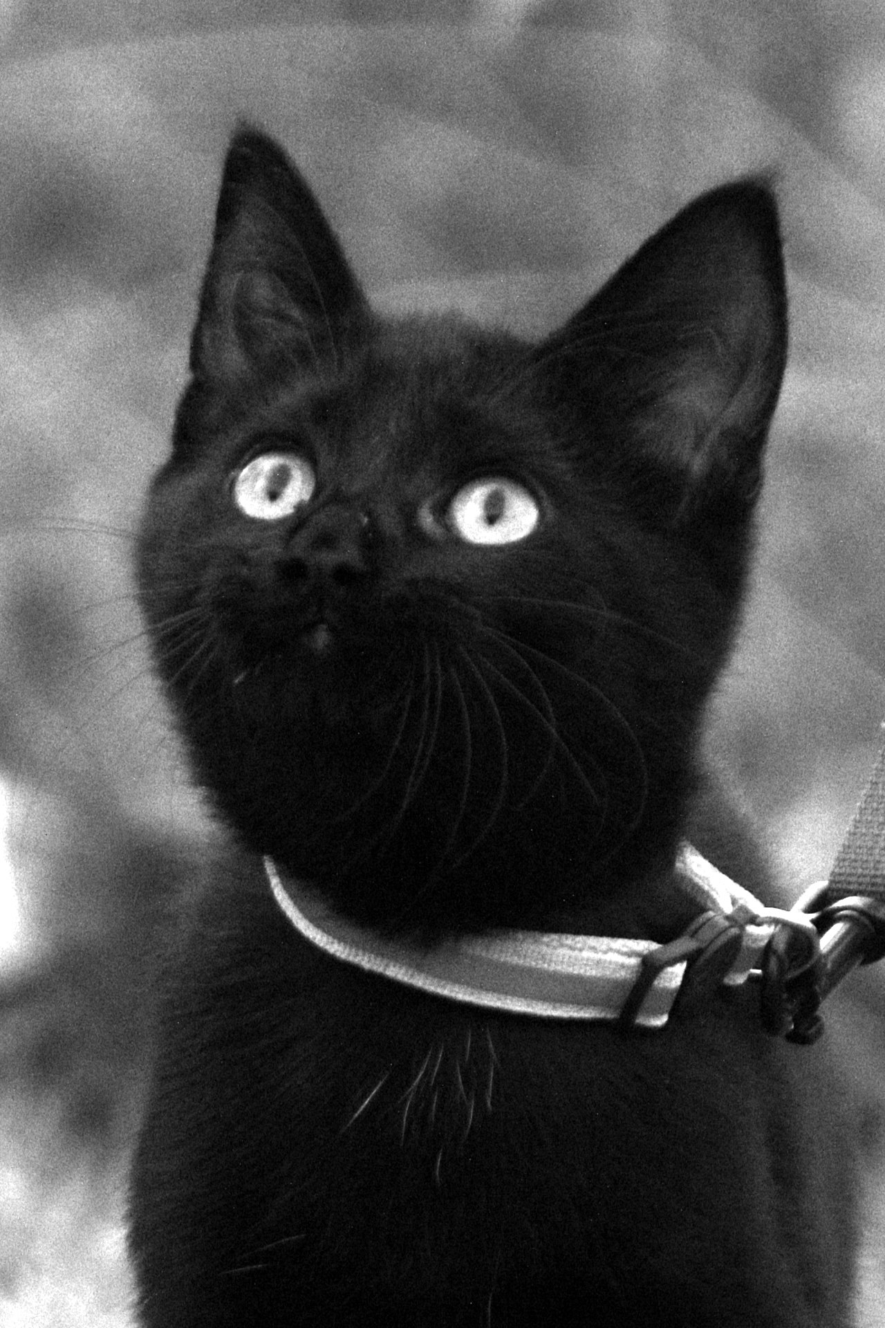 CATS 0211.jpg