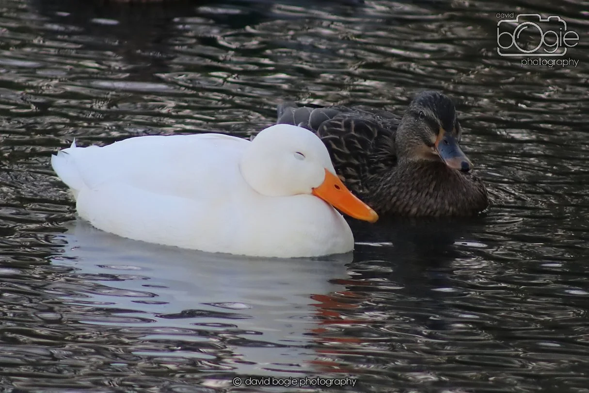 20260103 112006 Beveridge Park 0033.JPG