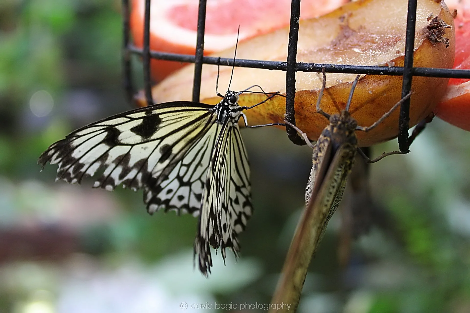 20191019 130037 Butterfly World 0034.jpg