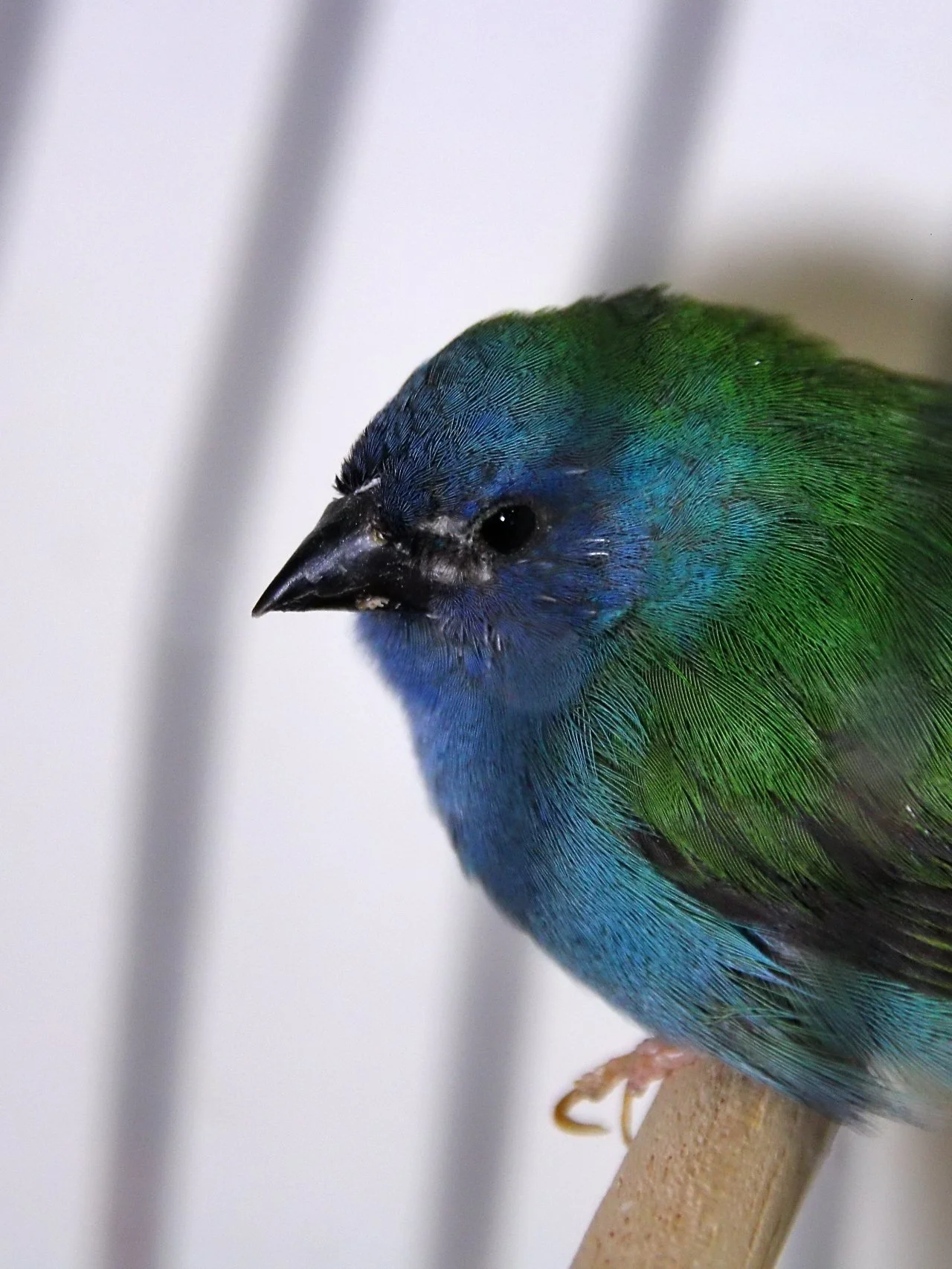 20241103 140148 MCBS Show 0717.JPG