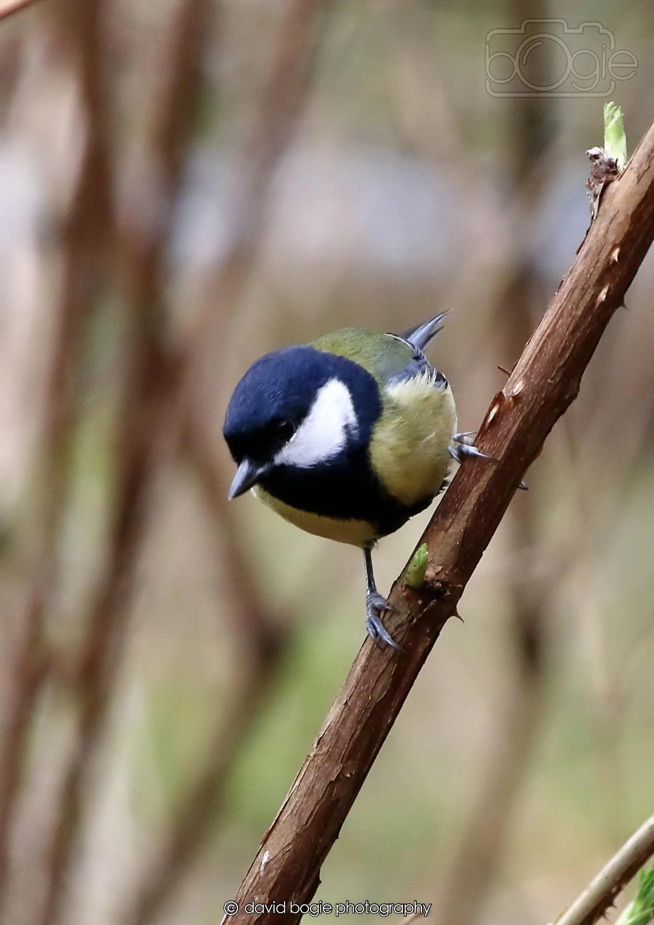 20260326 111800 Silverburn 0020.jpg