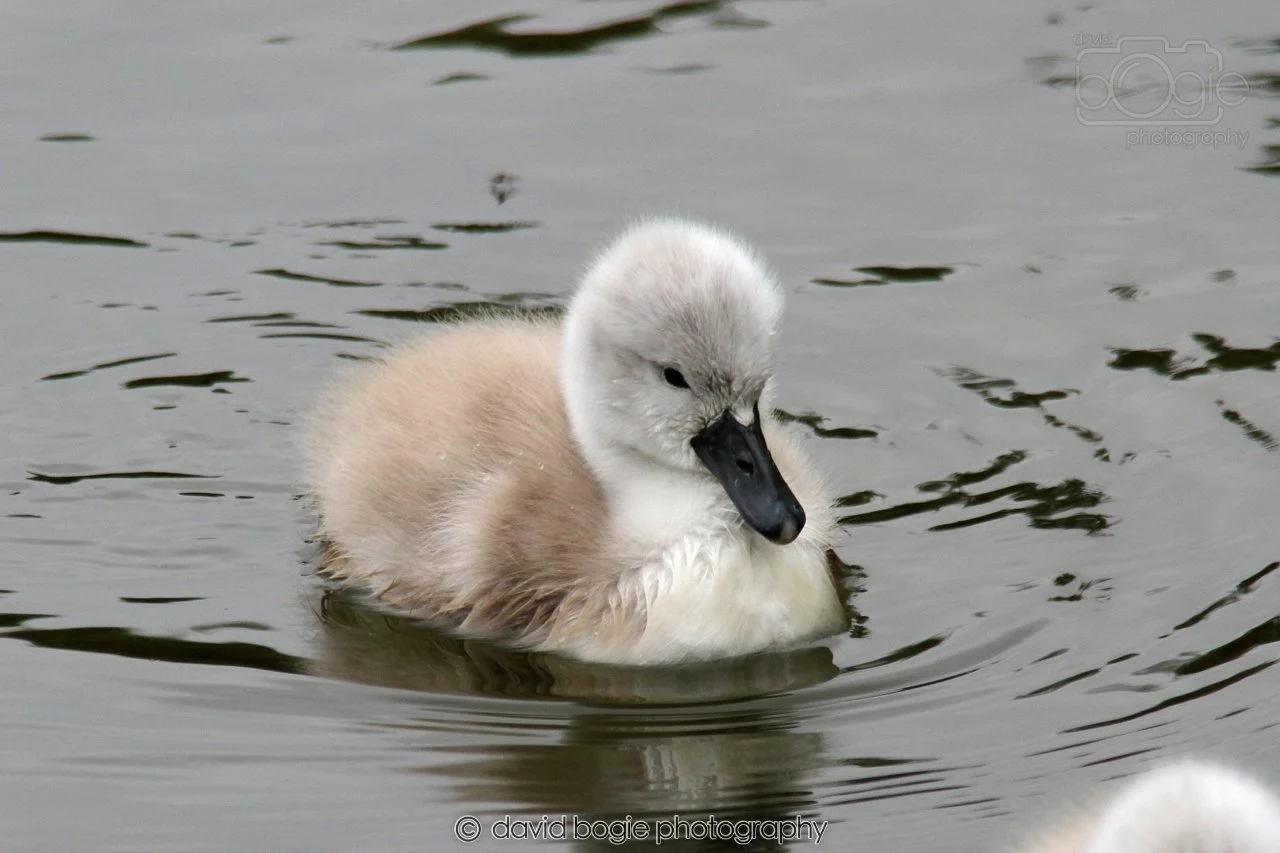 SWAN024