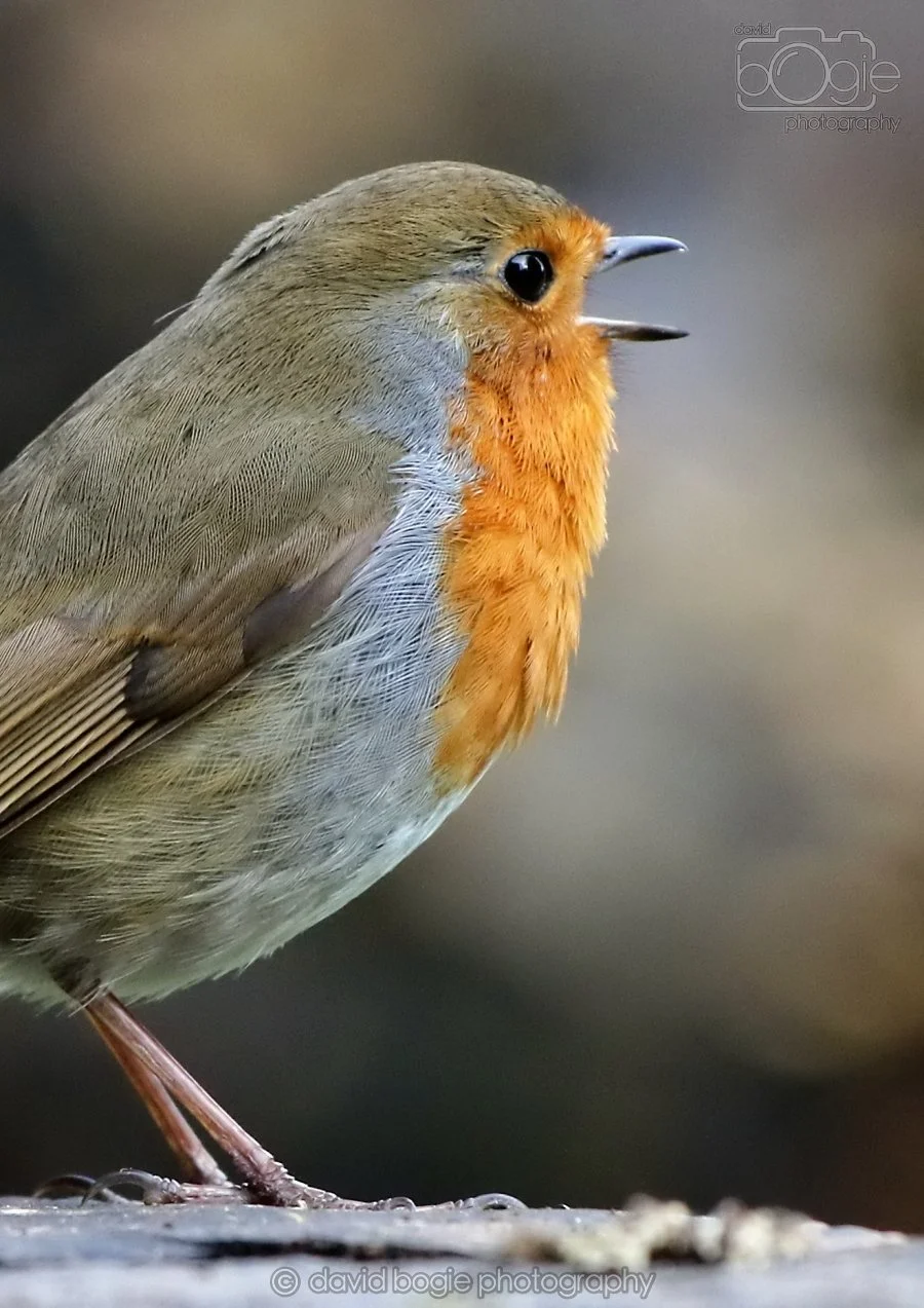 20260314 141346 Silverburn 0186.jpg