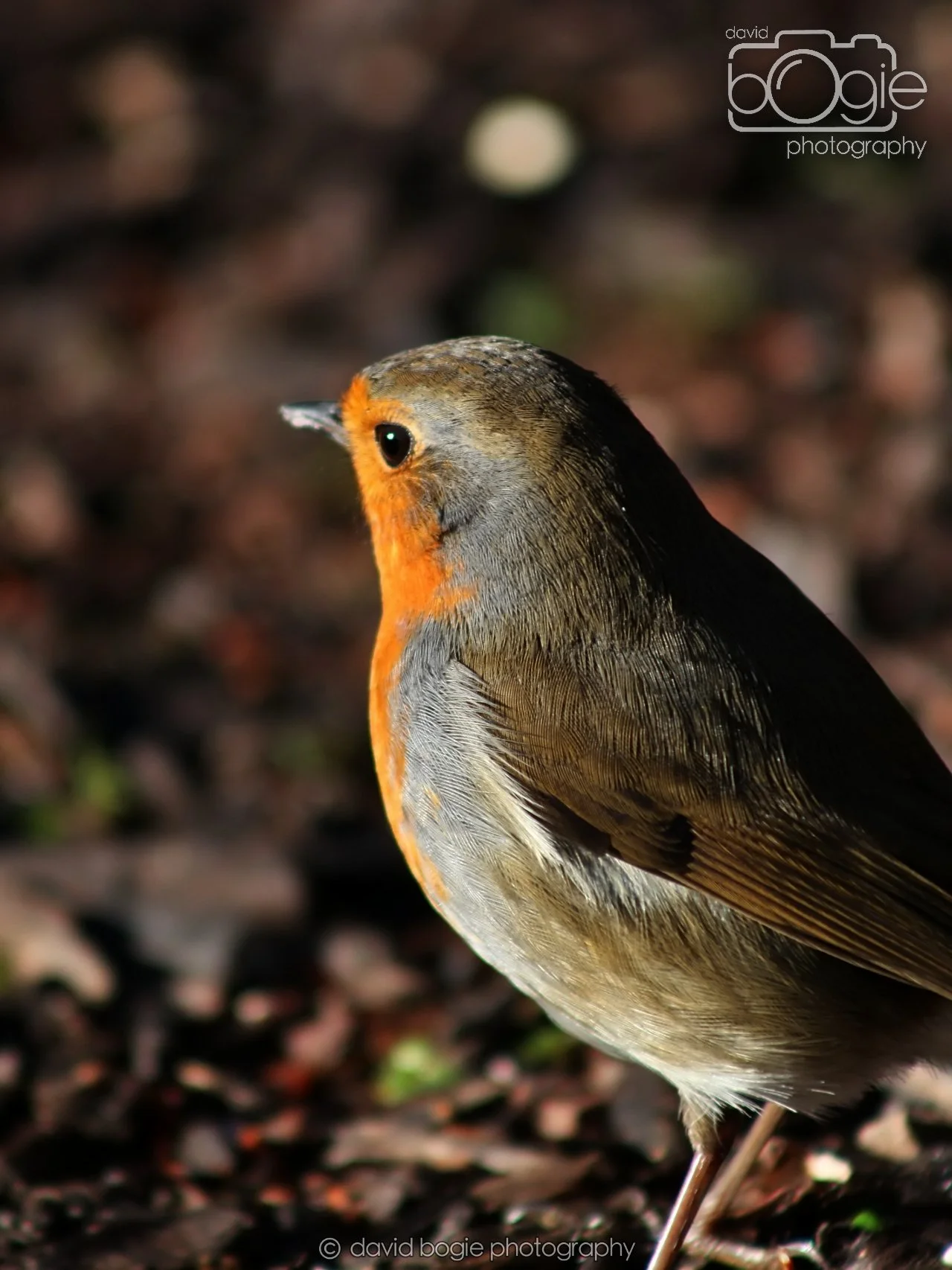 20251125 133046 Silverburn 0059.JPG