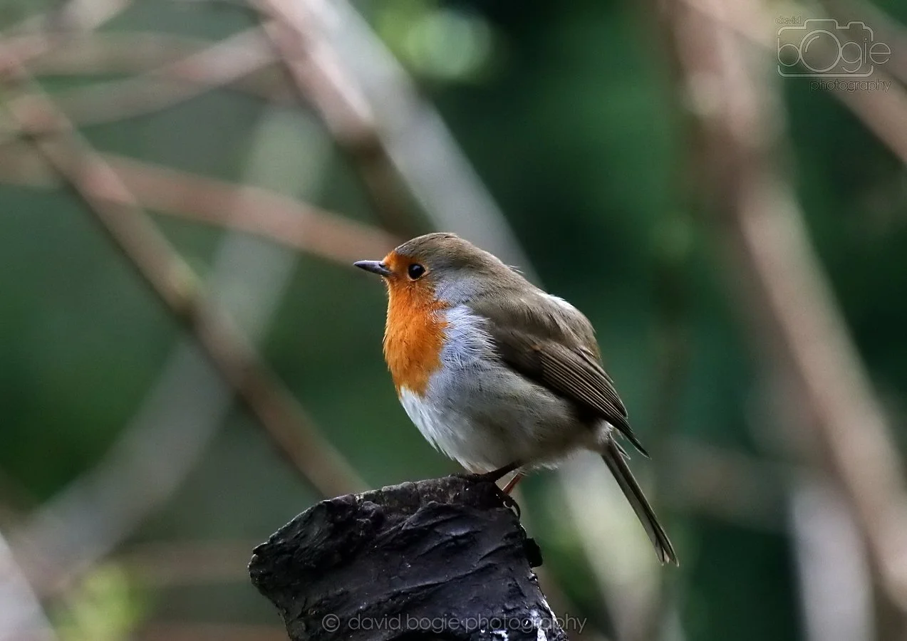 20260314 135822 Silverburn 0037.jpg