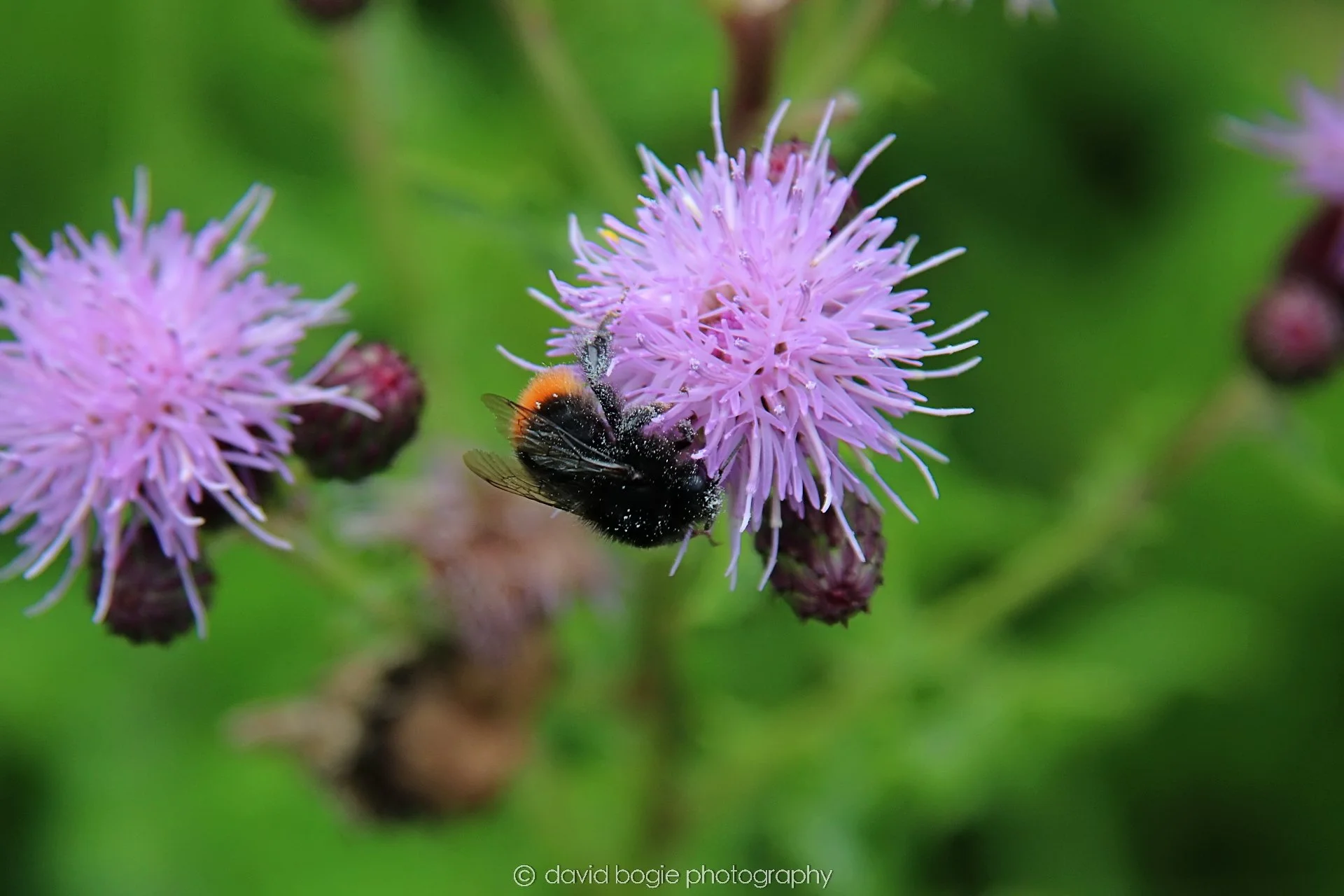 YEAR20230710 Lochore Meadows 115600 00012.jpg