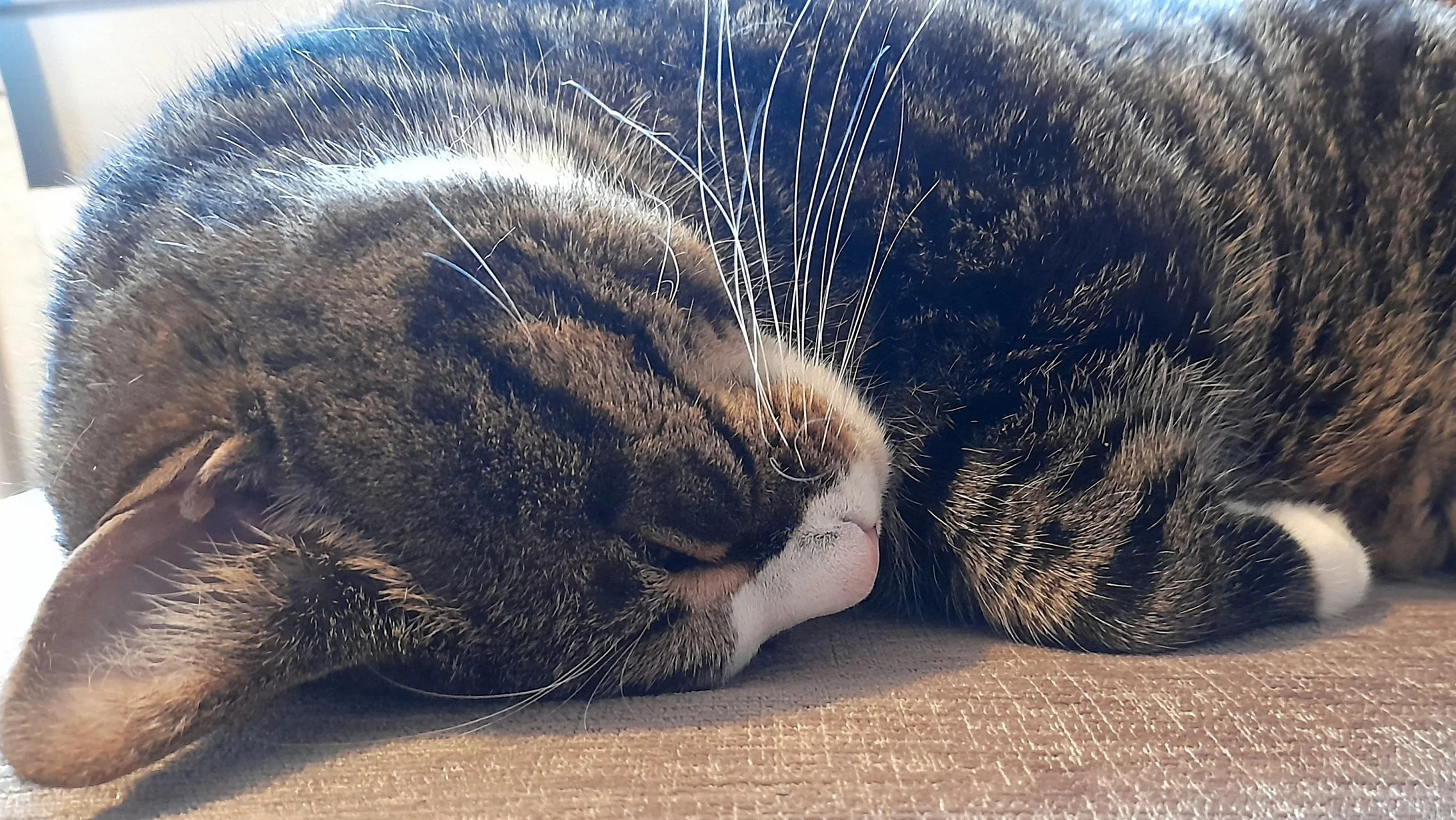 CATS 0043.jpg