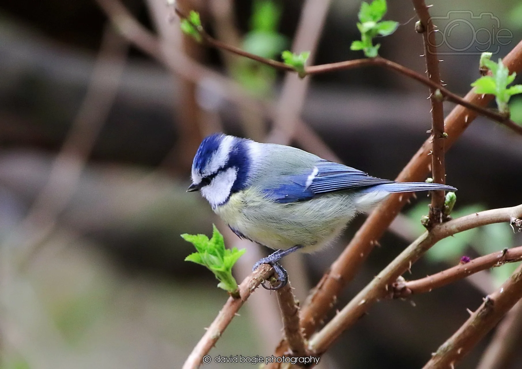 20260326 112514 Silverburn 0123.jpg