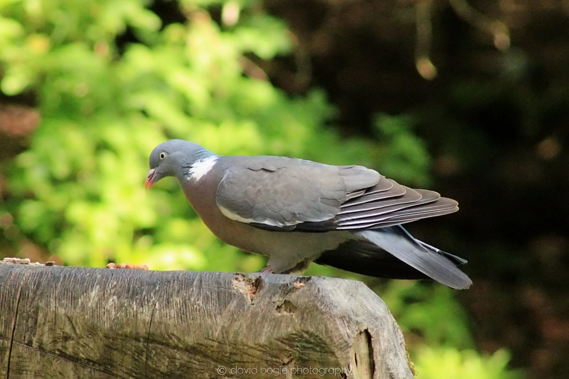 20190523 152536 Ravenscraig 0003.jpg