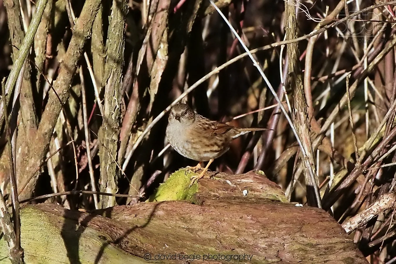 20260128 125859 Dunnikier 0102.jpg