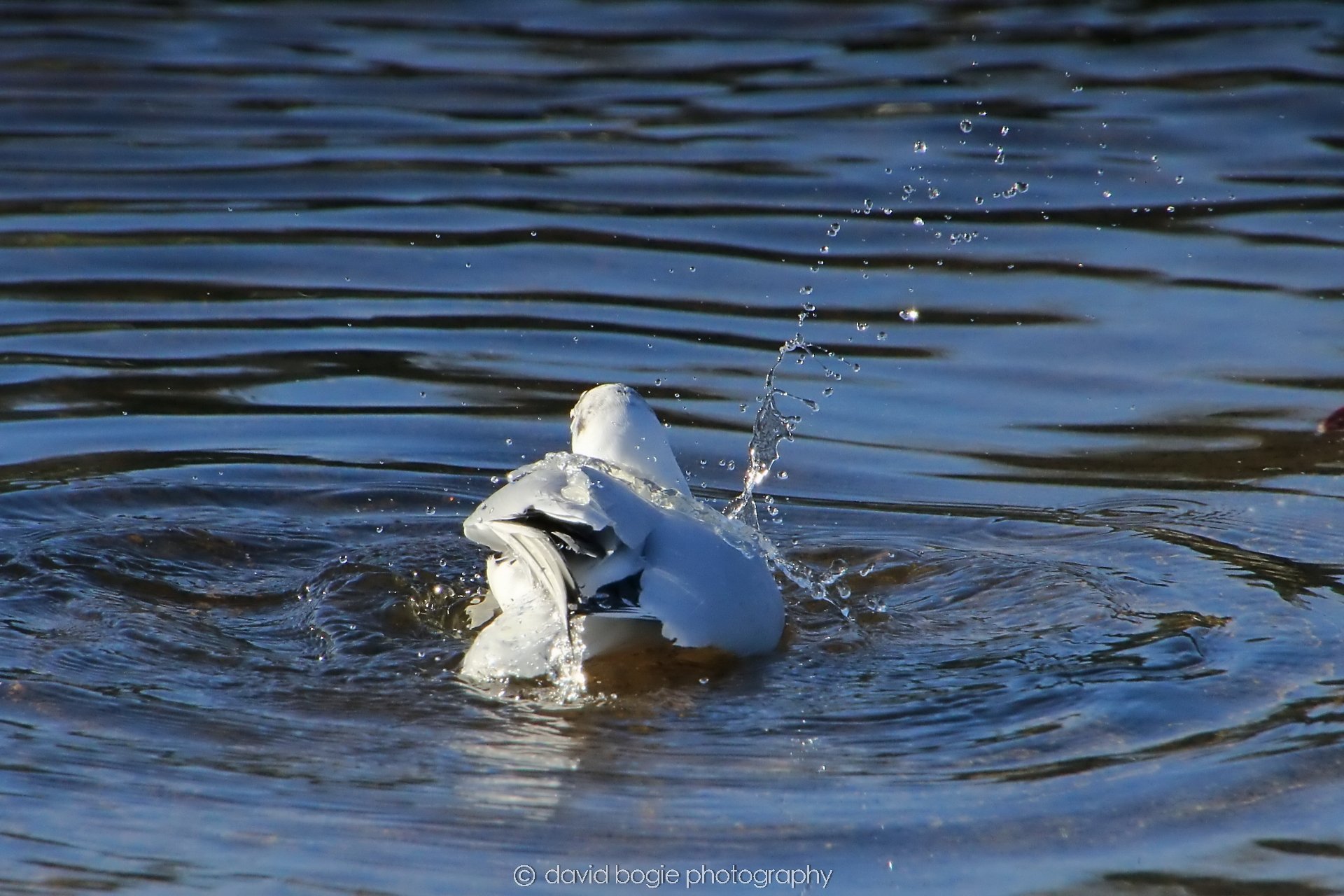 YEAR20240207 Lochore Meadows 0223.jpg