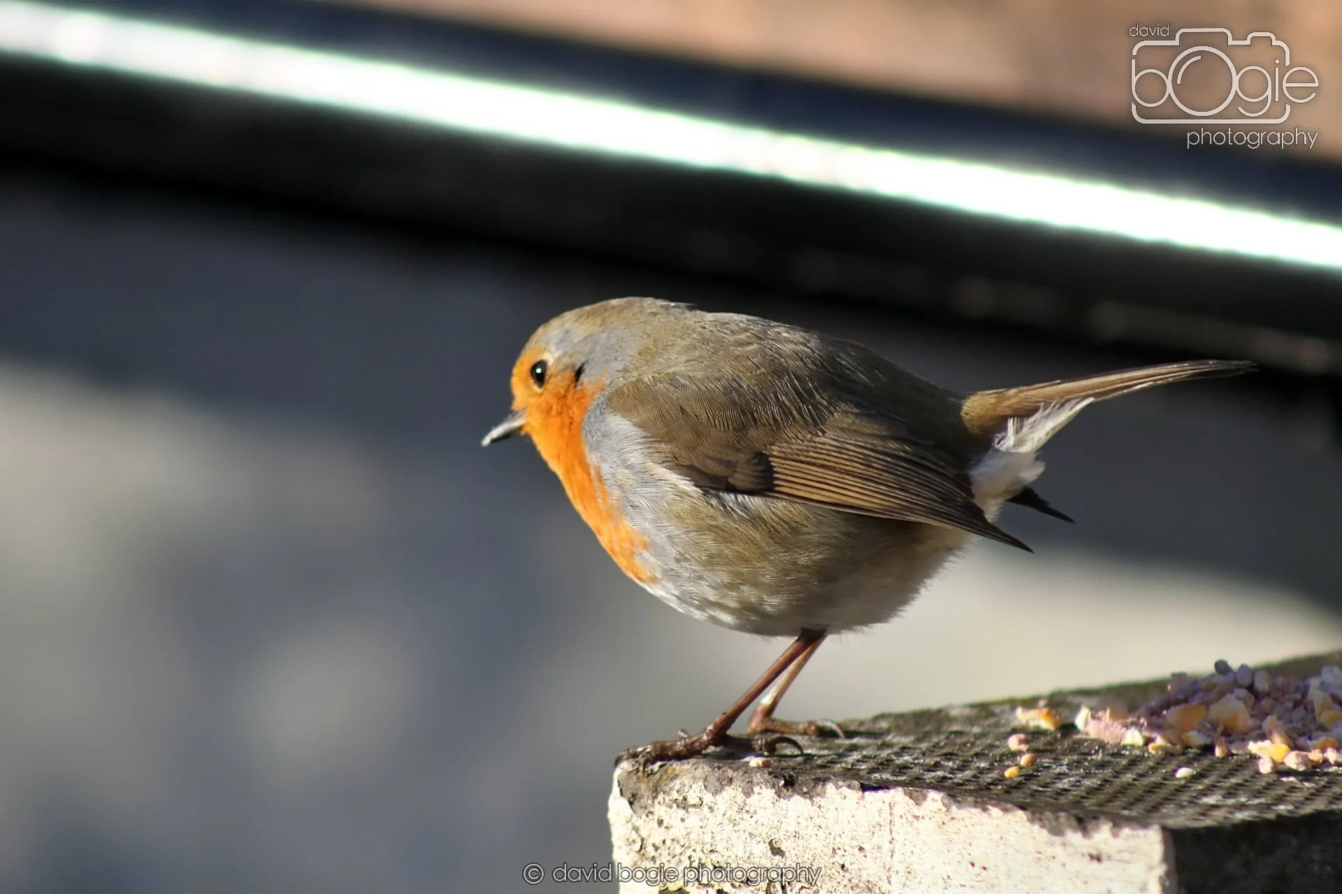 20251125 132532 Silverburn 0018.JPG