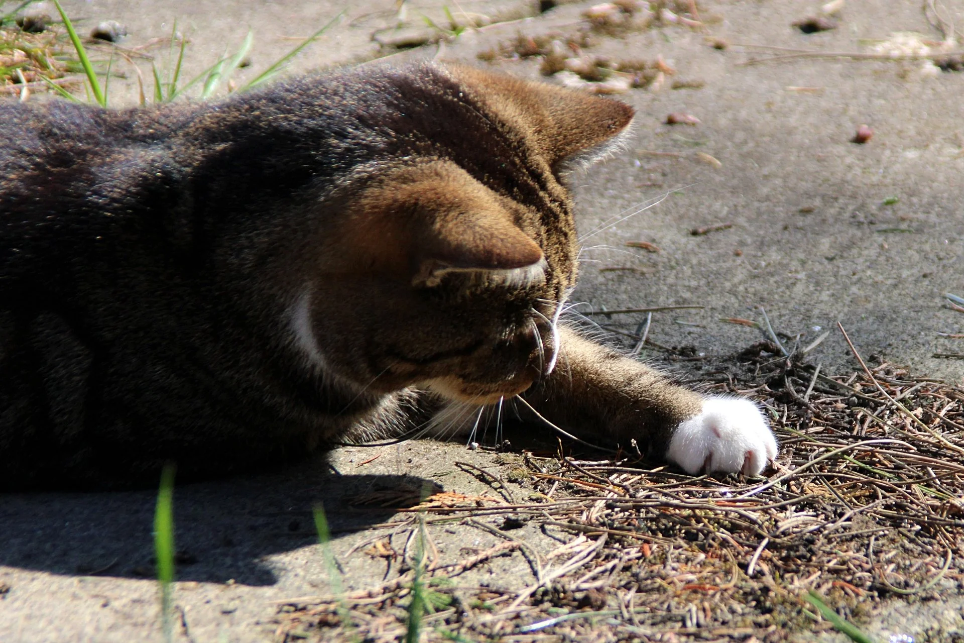CATS 0173.jpg