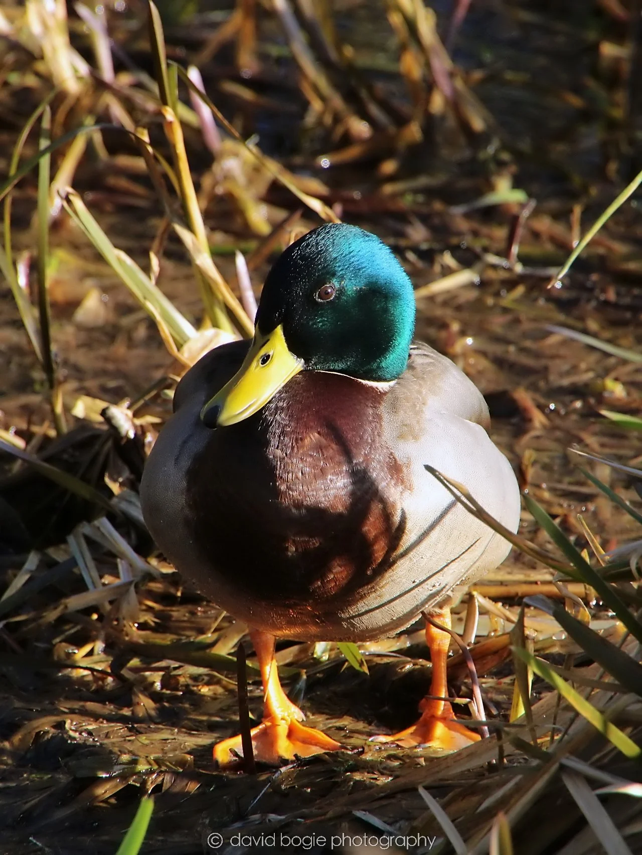 YEAR20240207 Lochore Meadows 0361.jpg