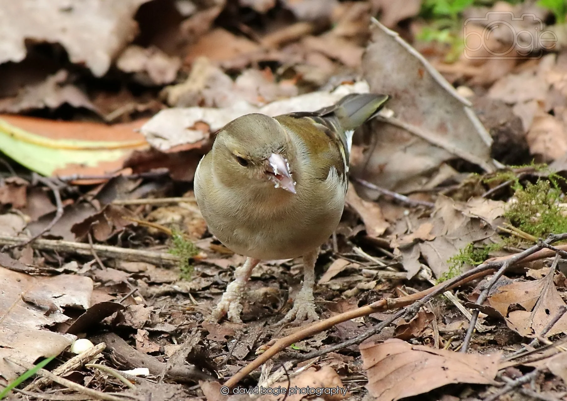 20260326 112652 Silverburn 0156.jpg