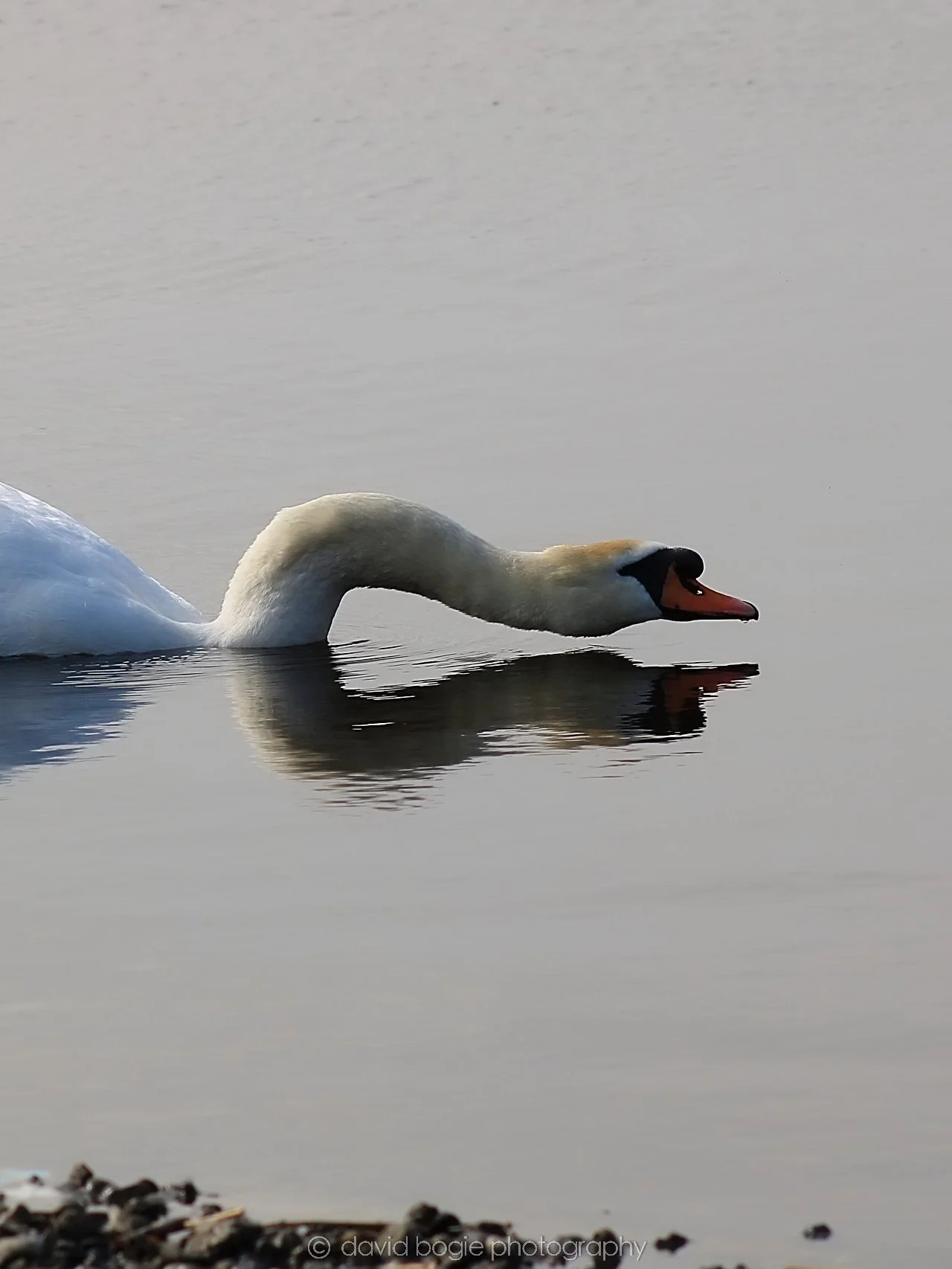 20190405 132014 Lochore 0030.jpg