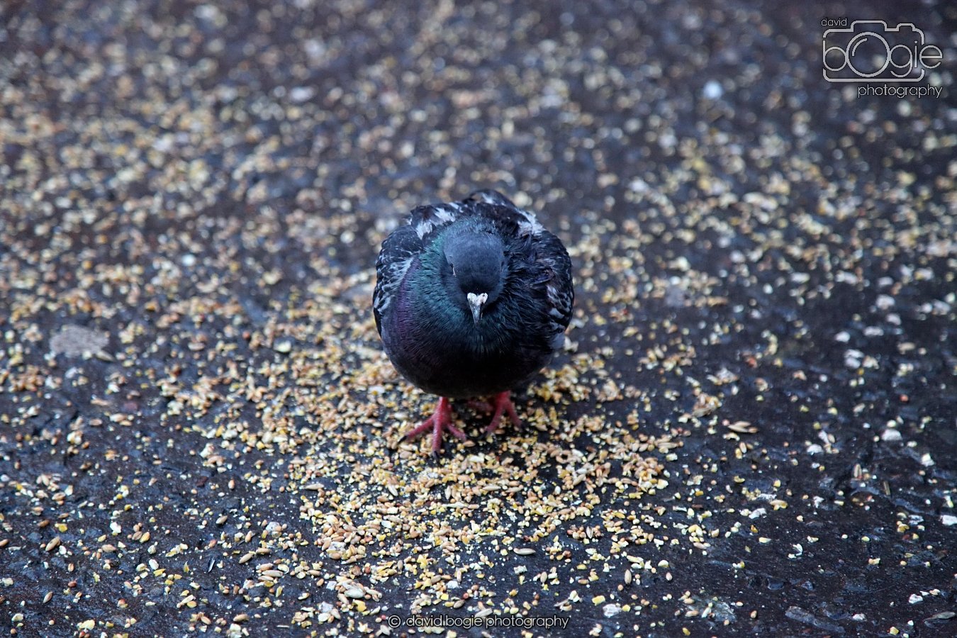 20260115 160849 Glasgow 0185.JPG