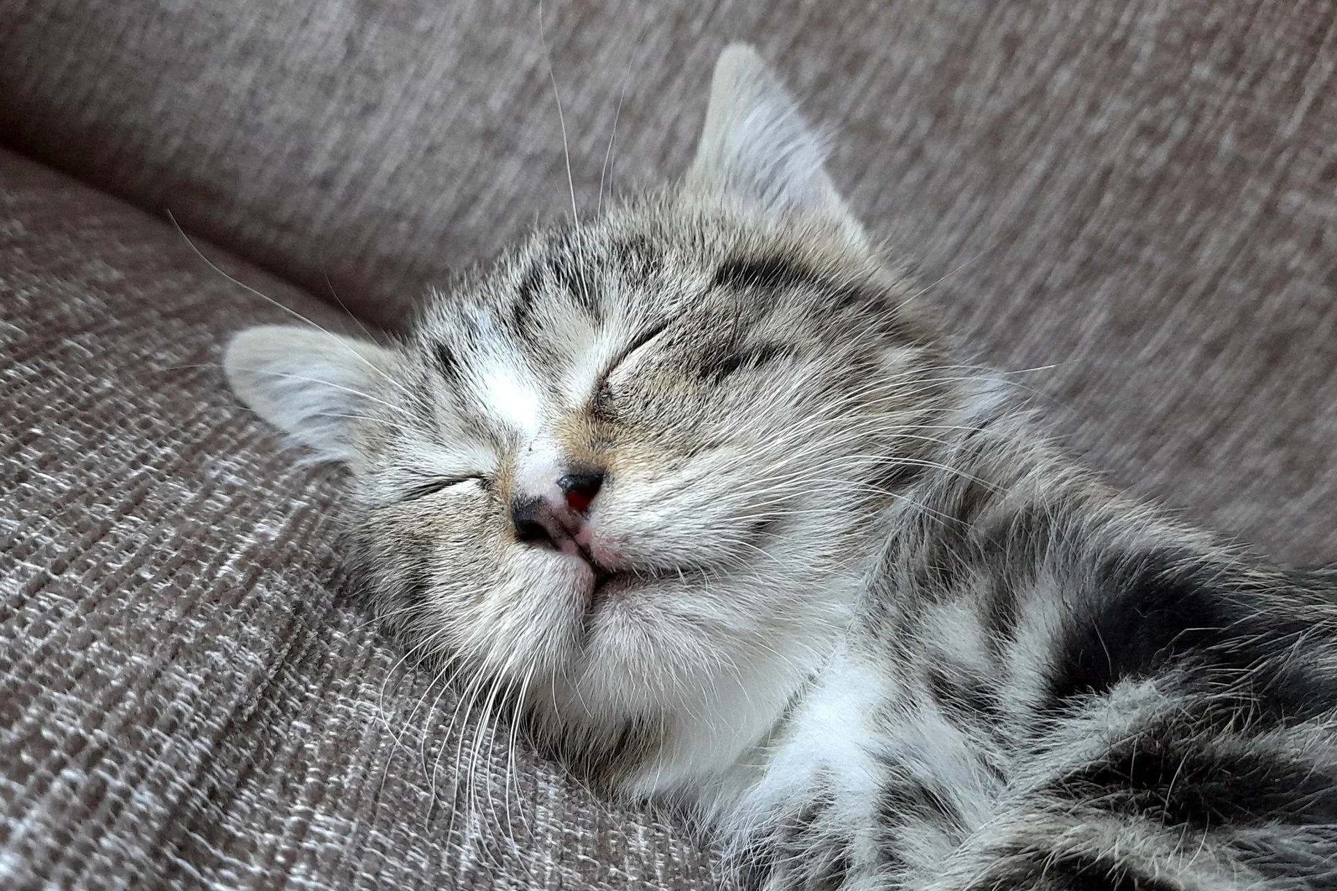 CATS 0057.jpg
