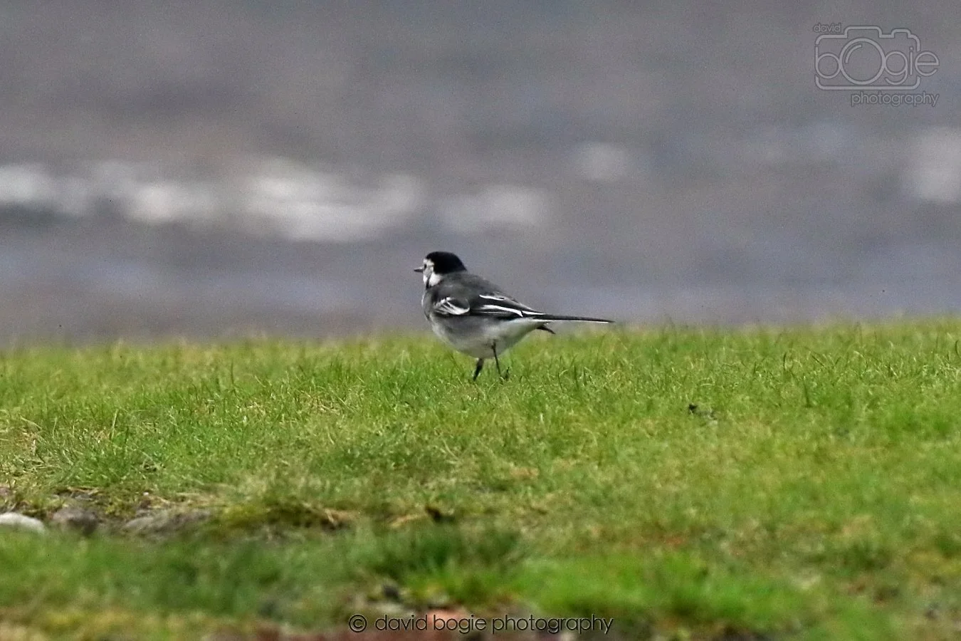 20260208 145746 Kirkcaldy 0124.jpg