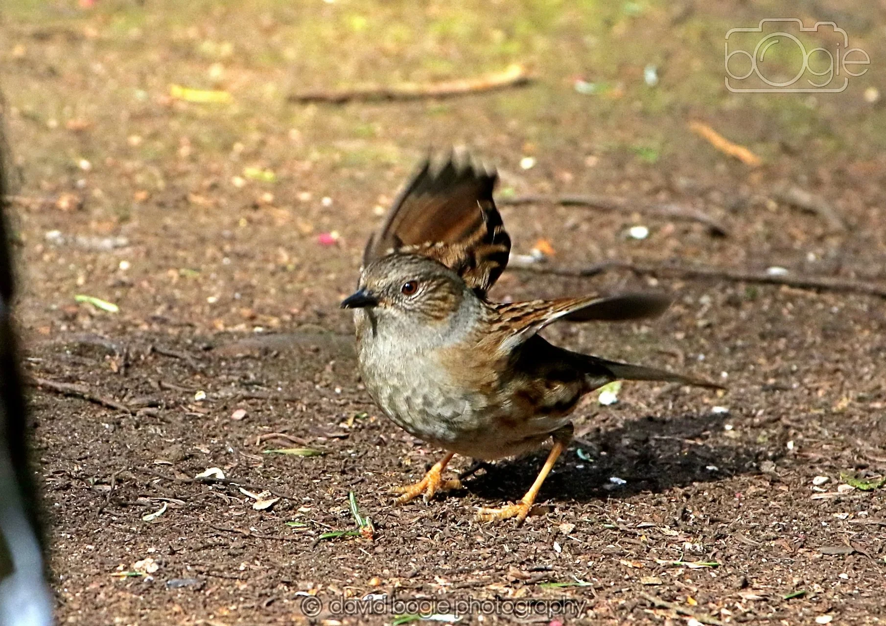 20260322 144505 Dunnikier 0128.jpg