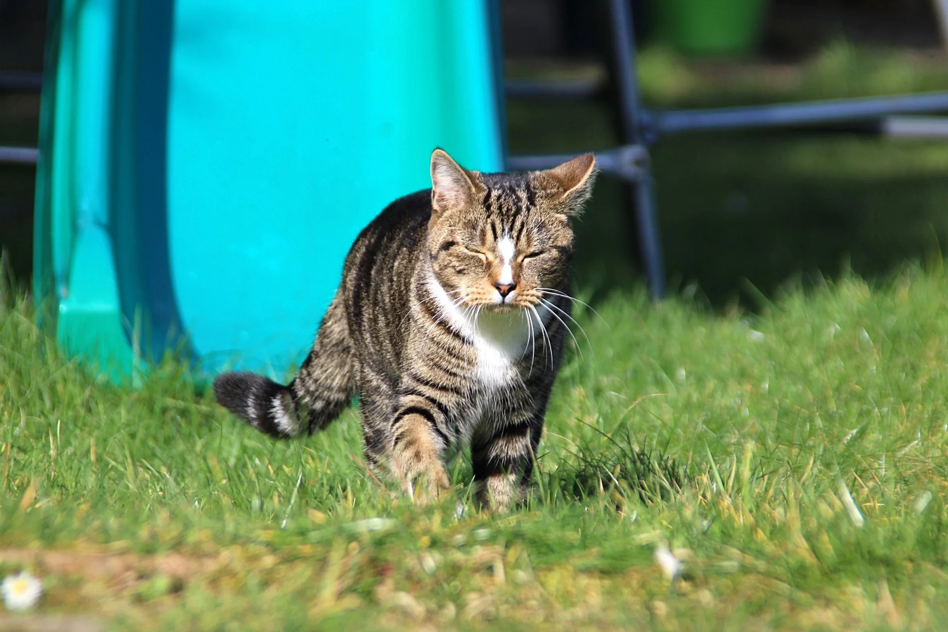 CATS 0143.jpg