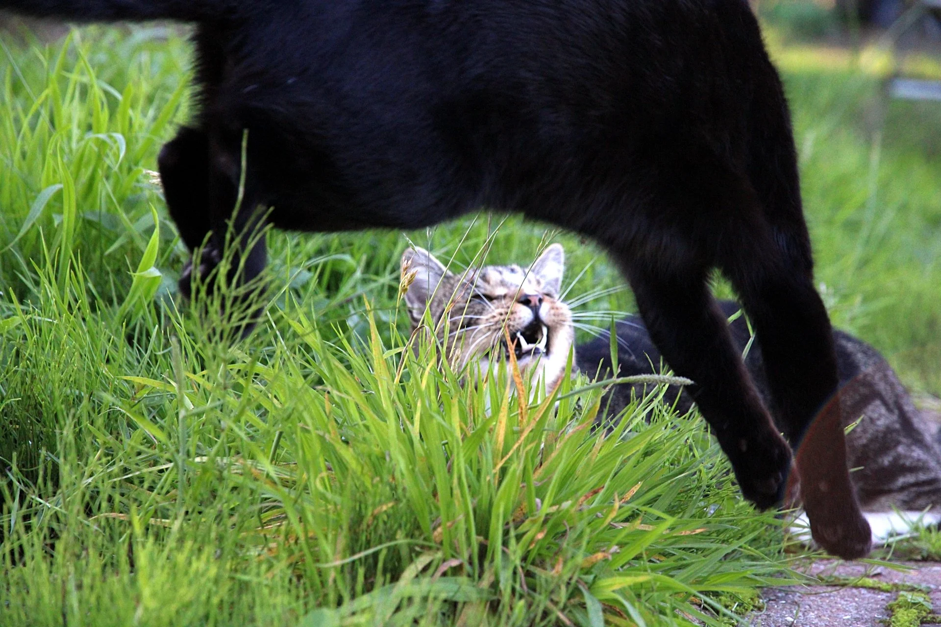 CATS 0226.jpg