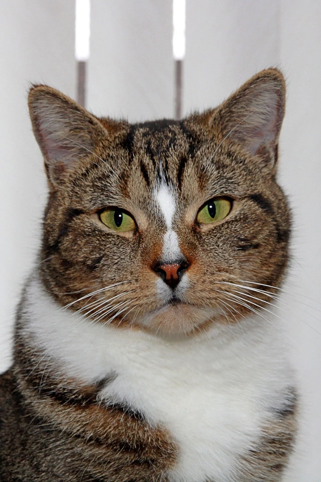 CATS 0301.jpg