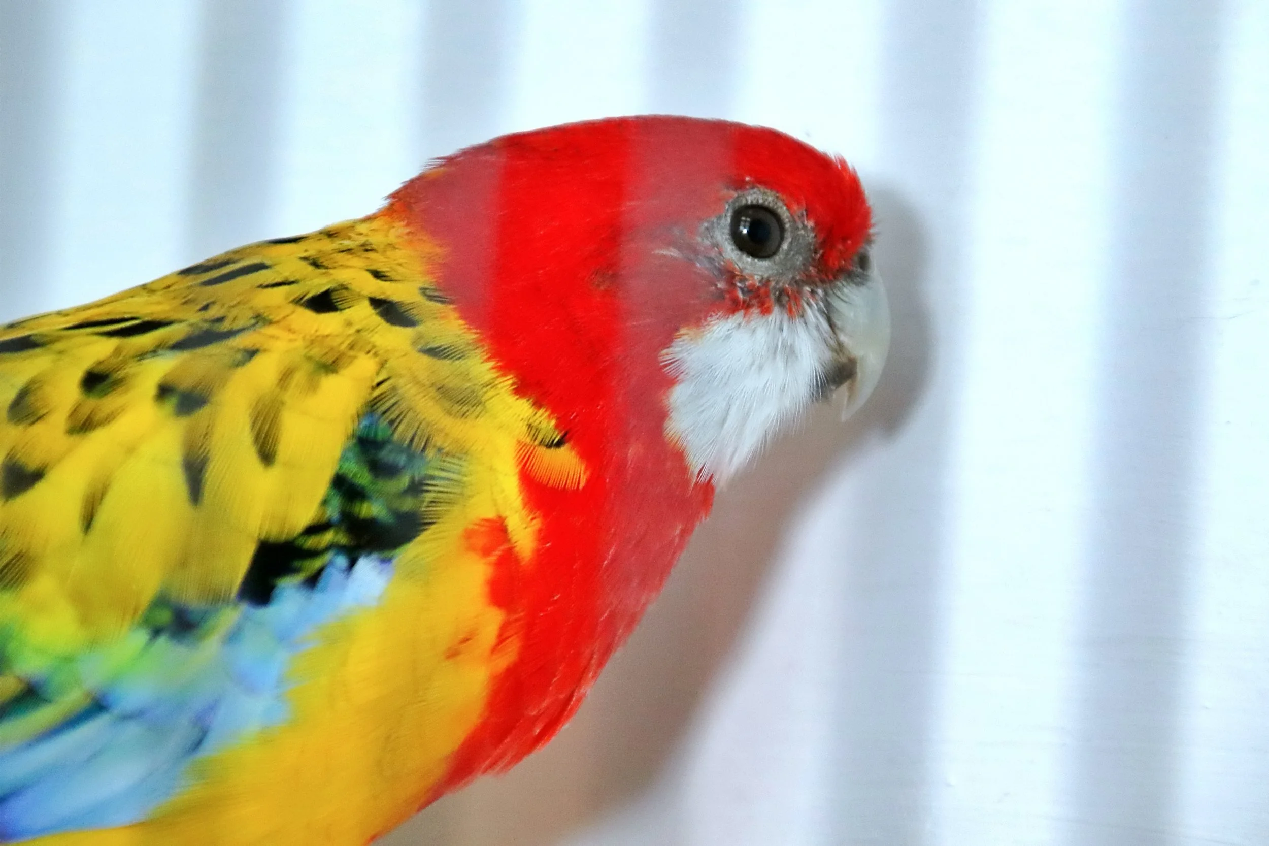 20251102 125228 Markinch CBS  0596.JPG