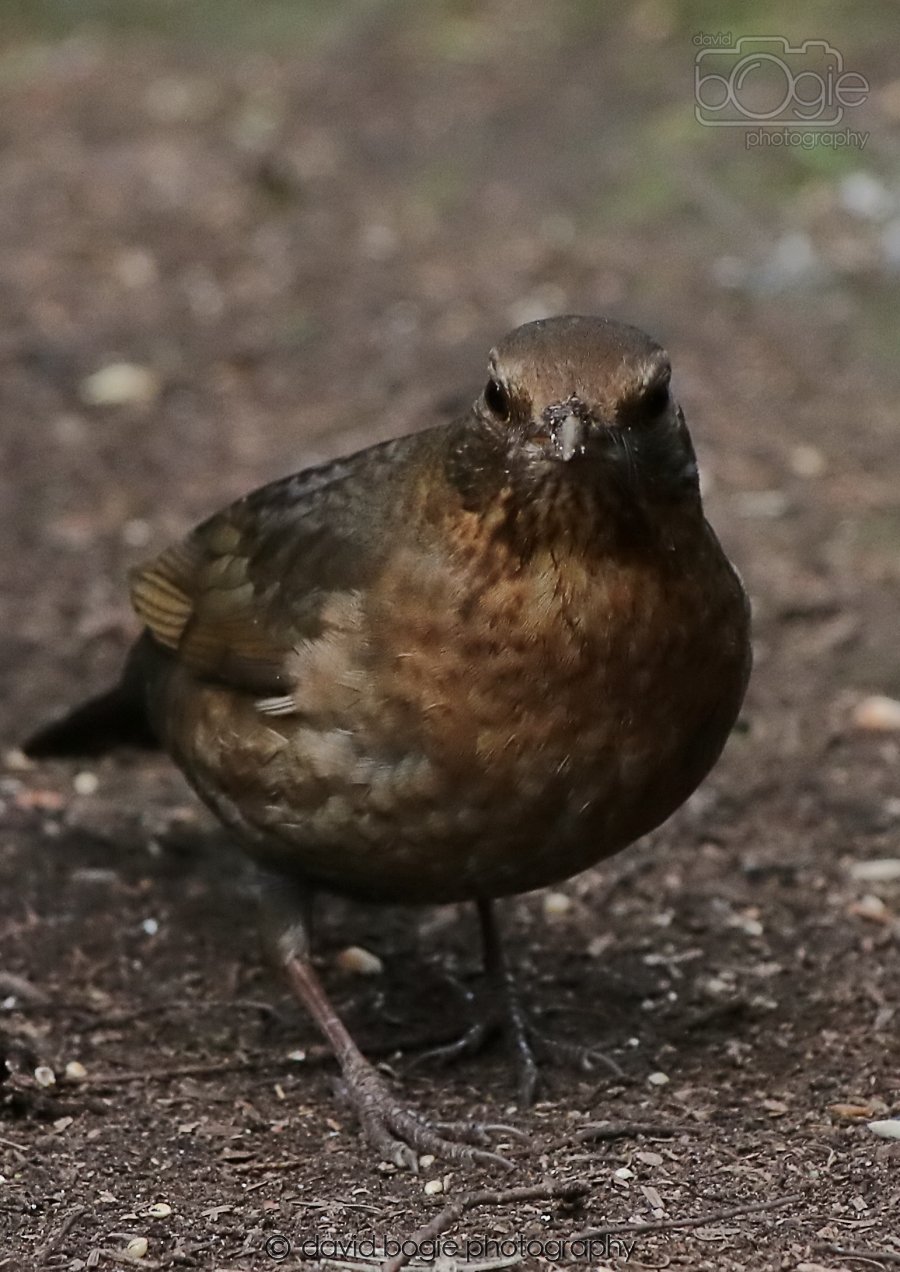 20260309 120905 Dunnikier 0651.jpg