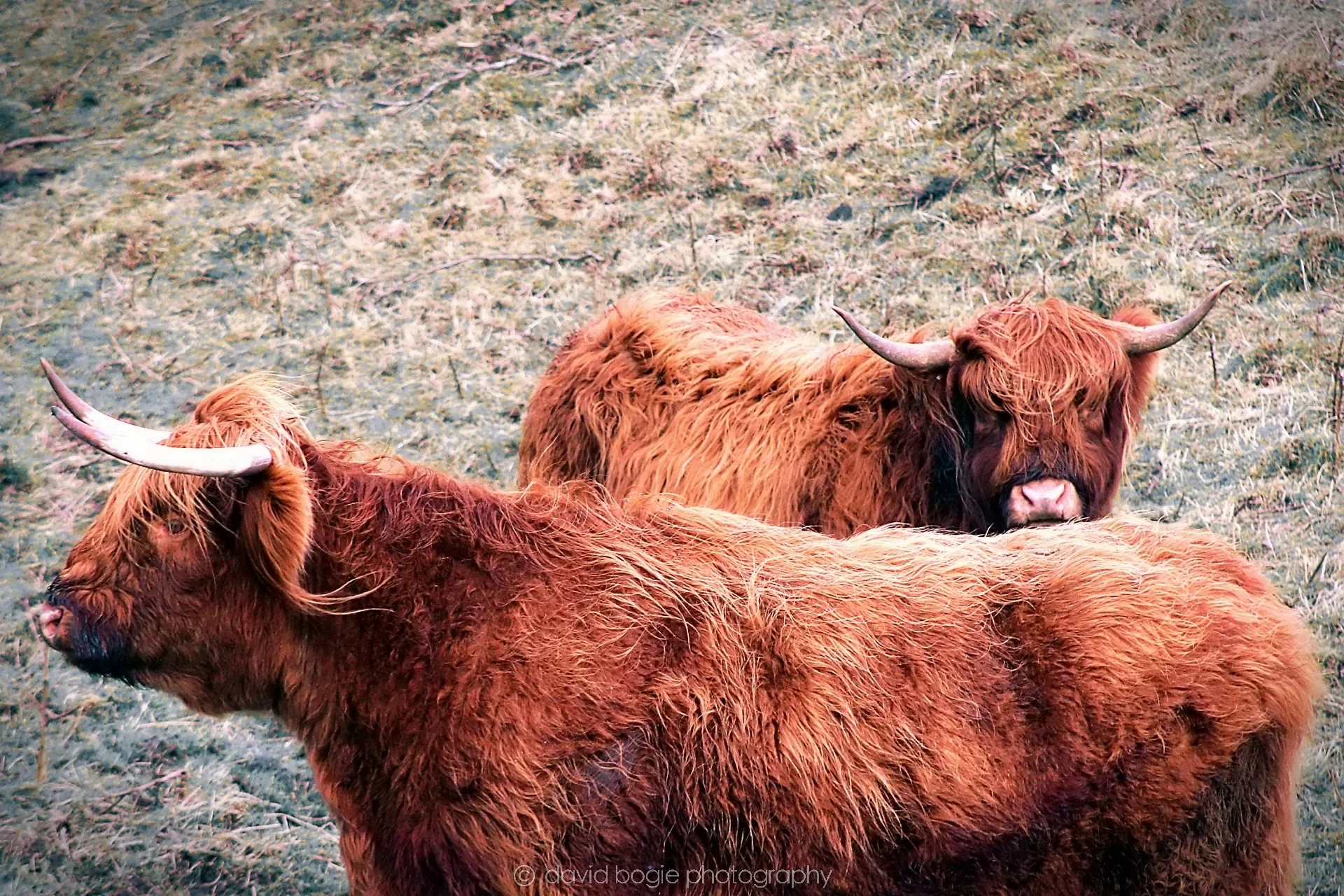20200218 094246 Balbie Coos 0014.jpg