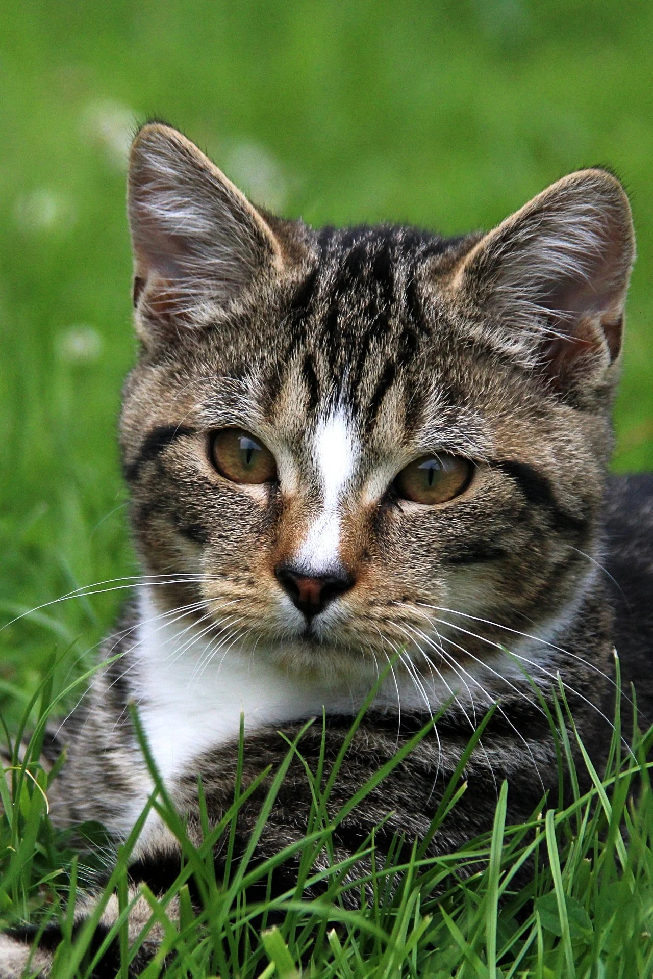 CATS 0109.jpg