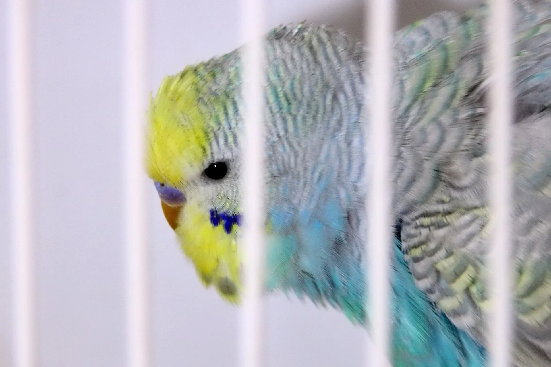 20241103 133726 MCBS Show 0609.JPG