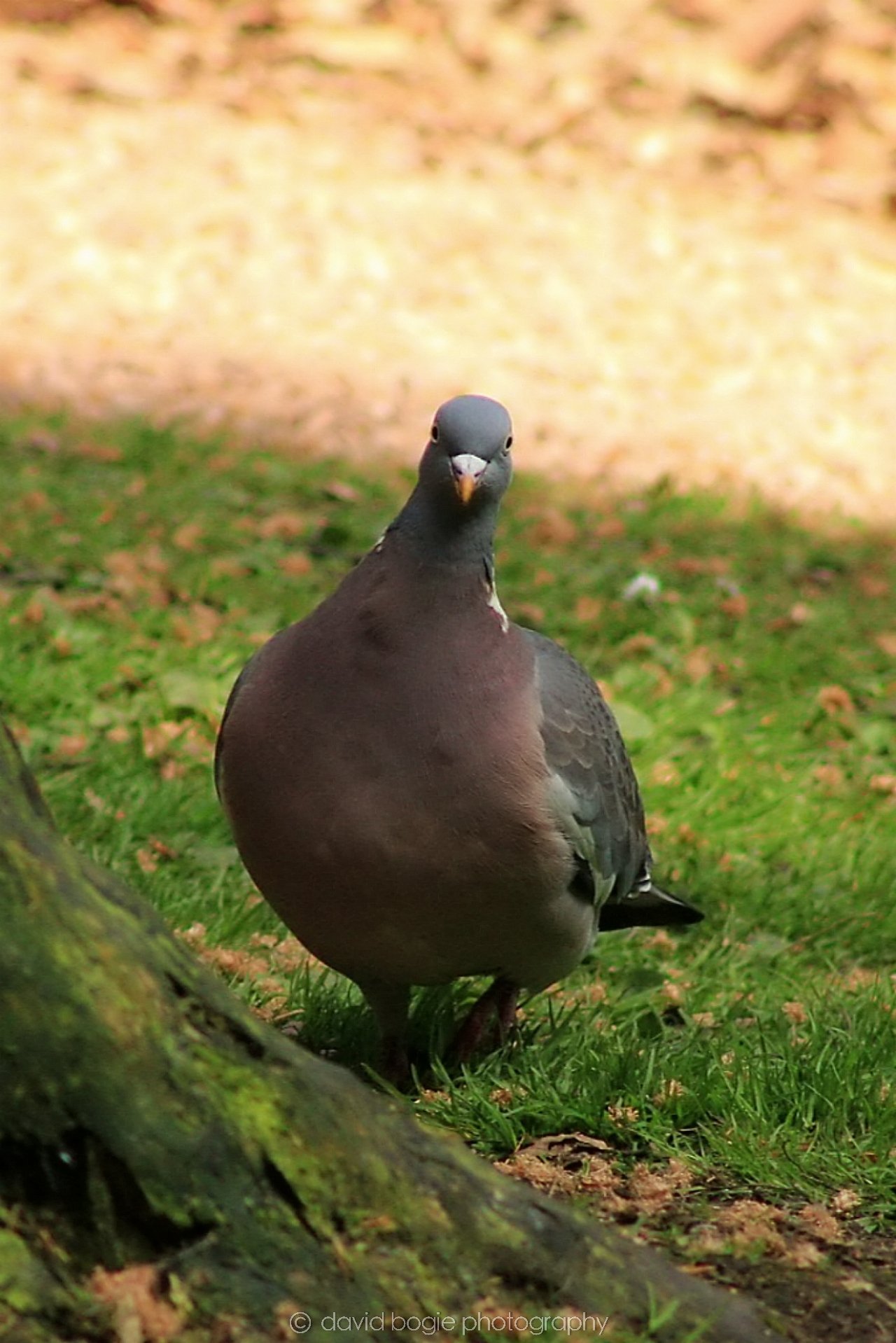 20190523 152251 Ravenscraig 0001.jpg