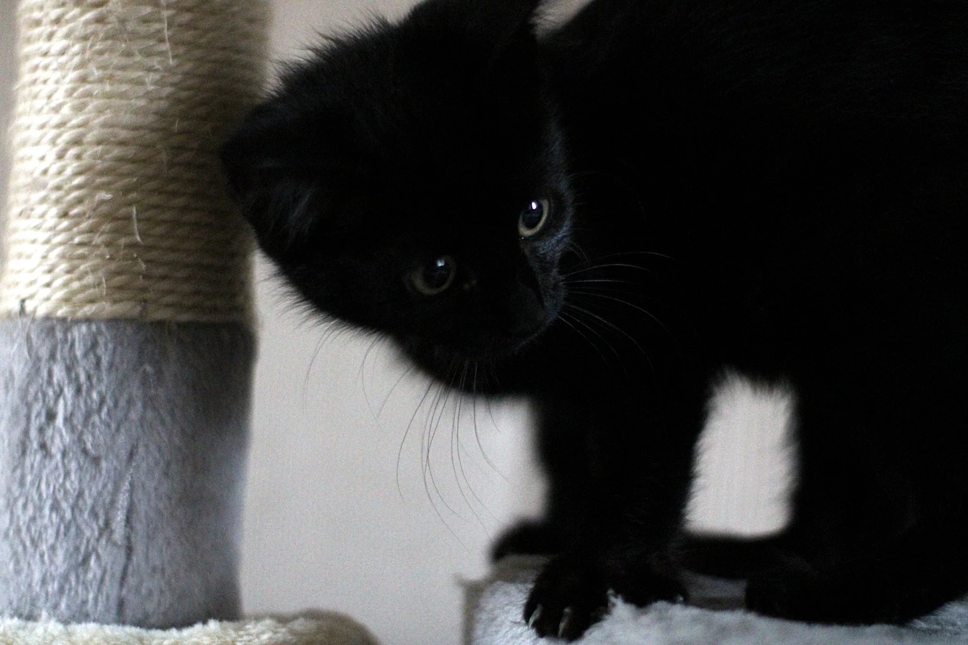 CATS 0177.jpg