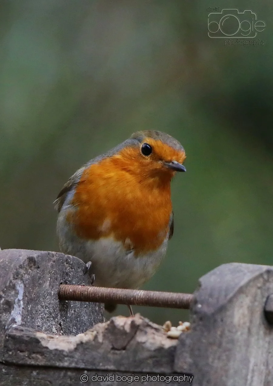 20260215 132307 Silverburn 0123.jpg