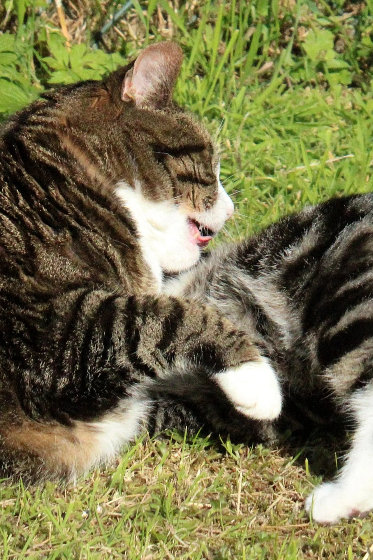 CATS 0083.jpg